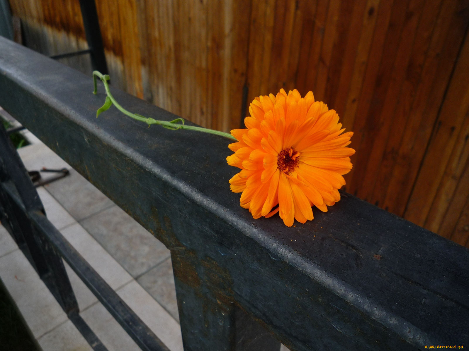 цветы, календула