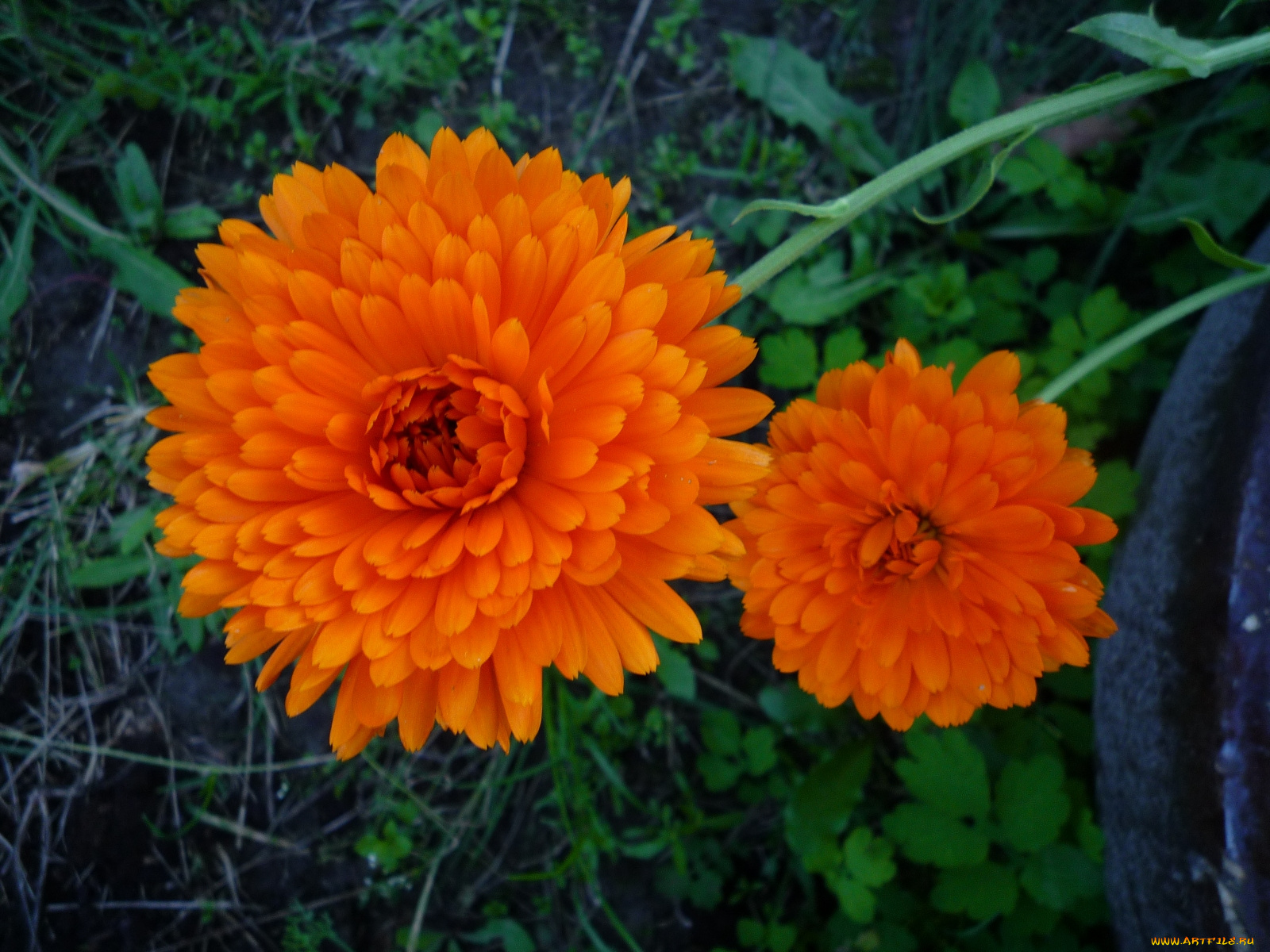 цветы, календула