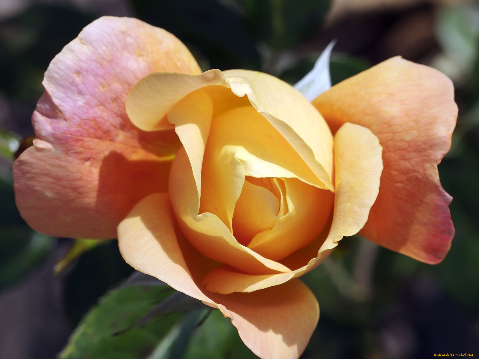 цветы, розы