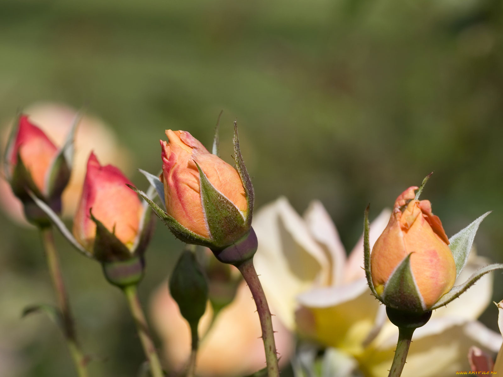 цветы, розы