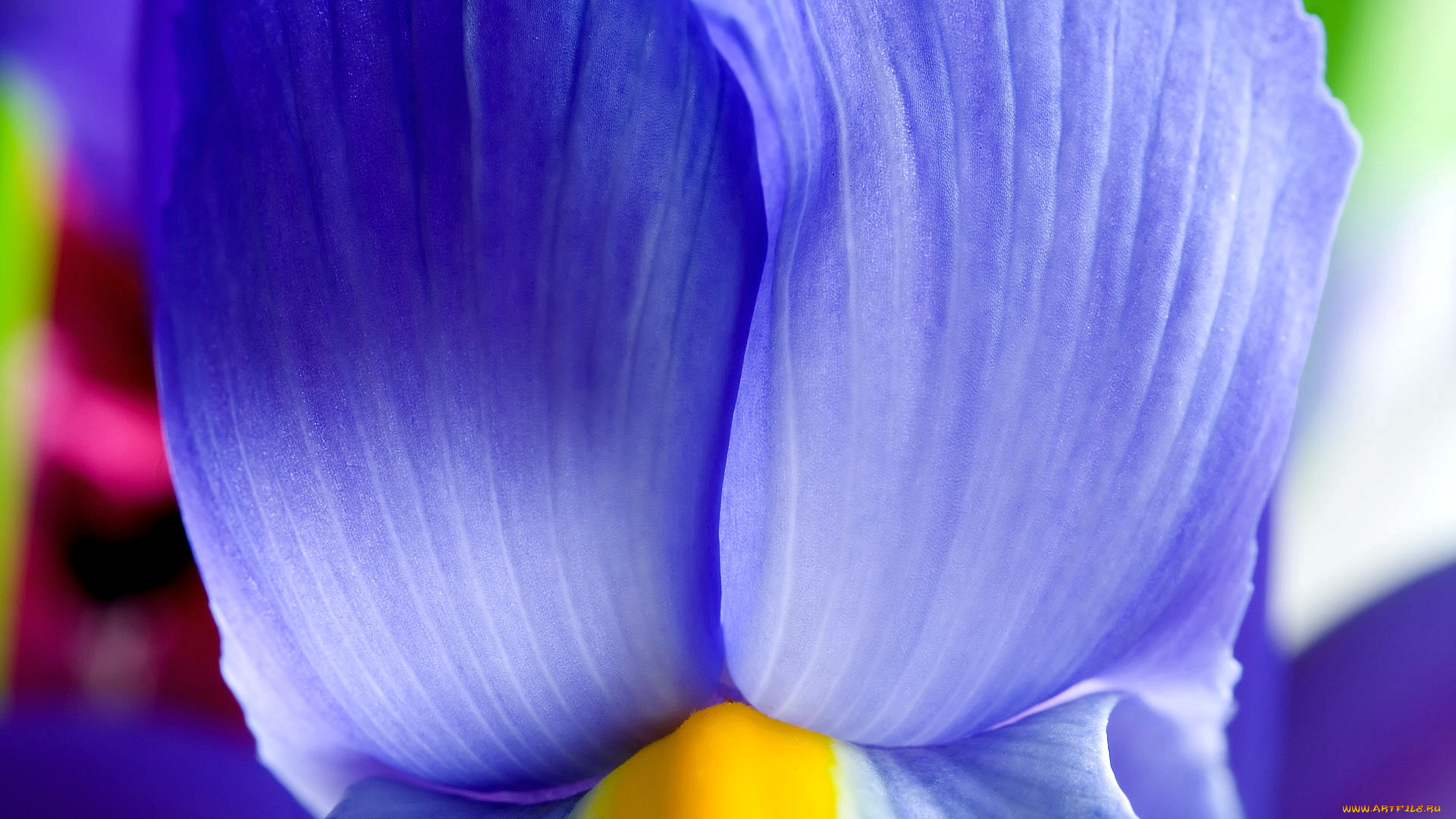 цветы, ирисы