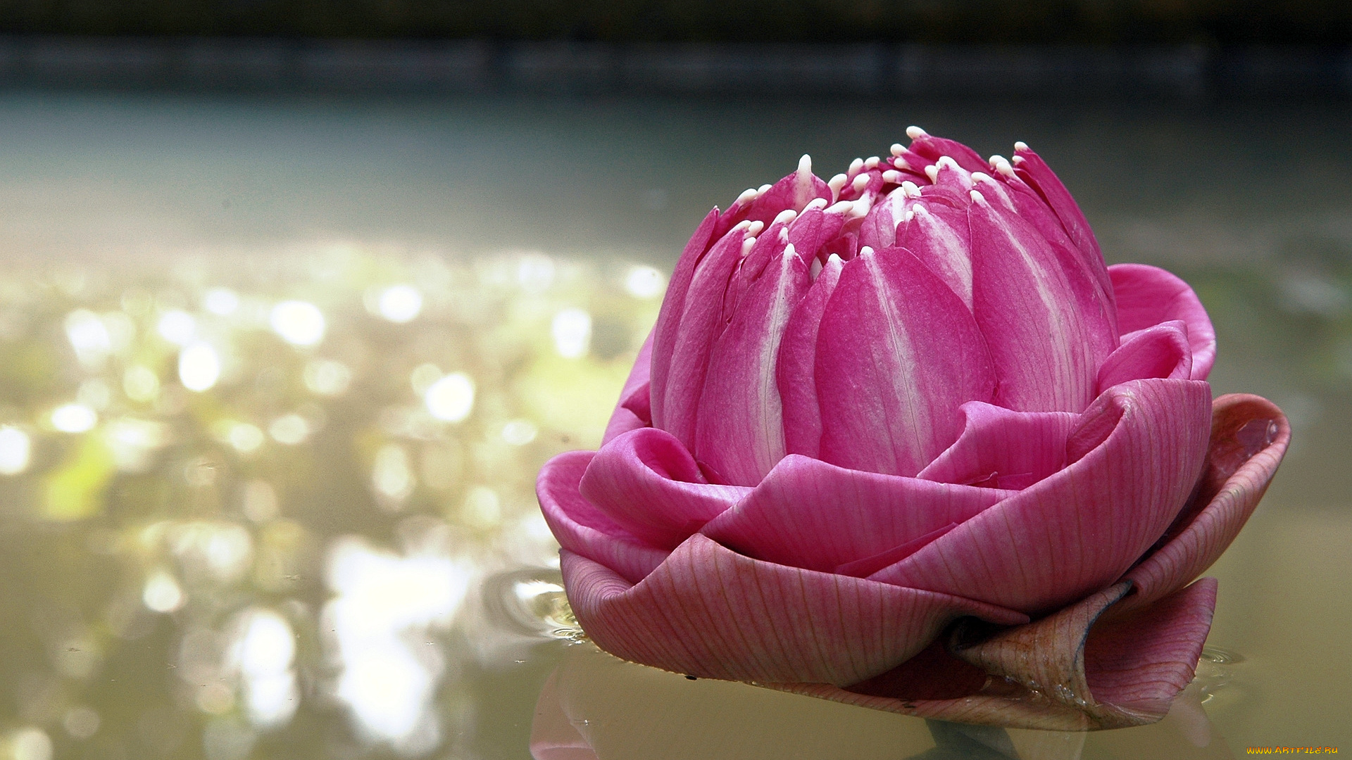 цветы, лотосы