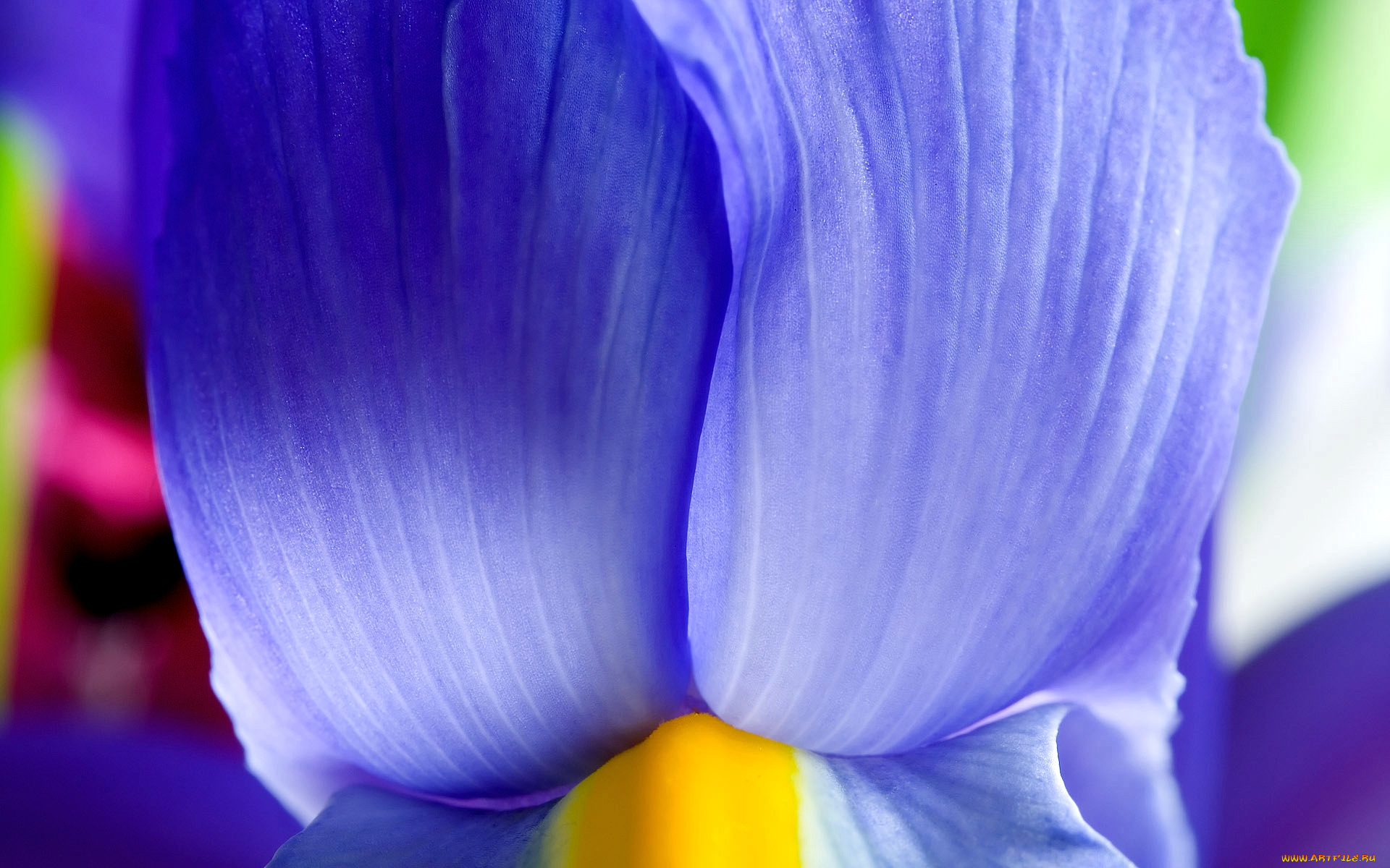 цветы, ирисы