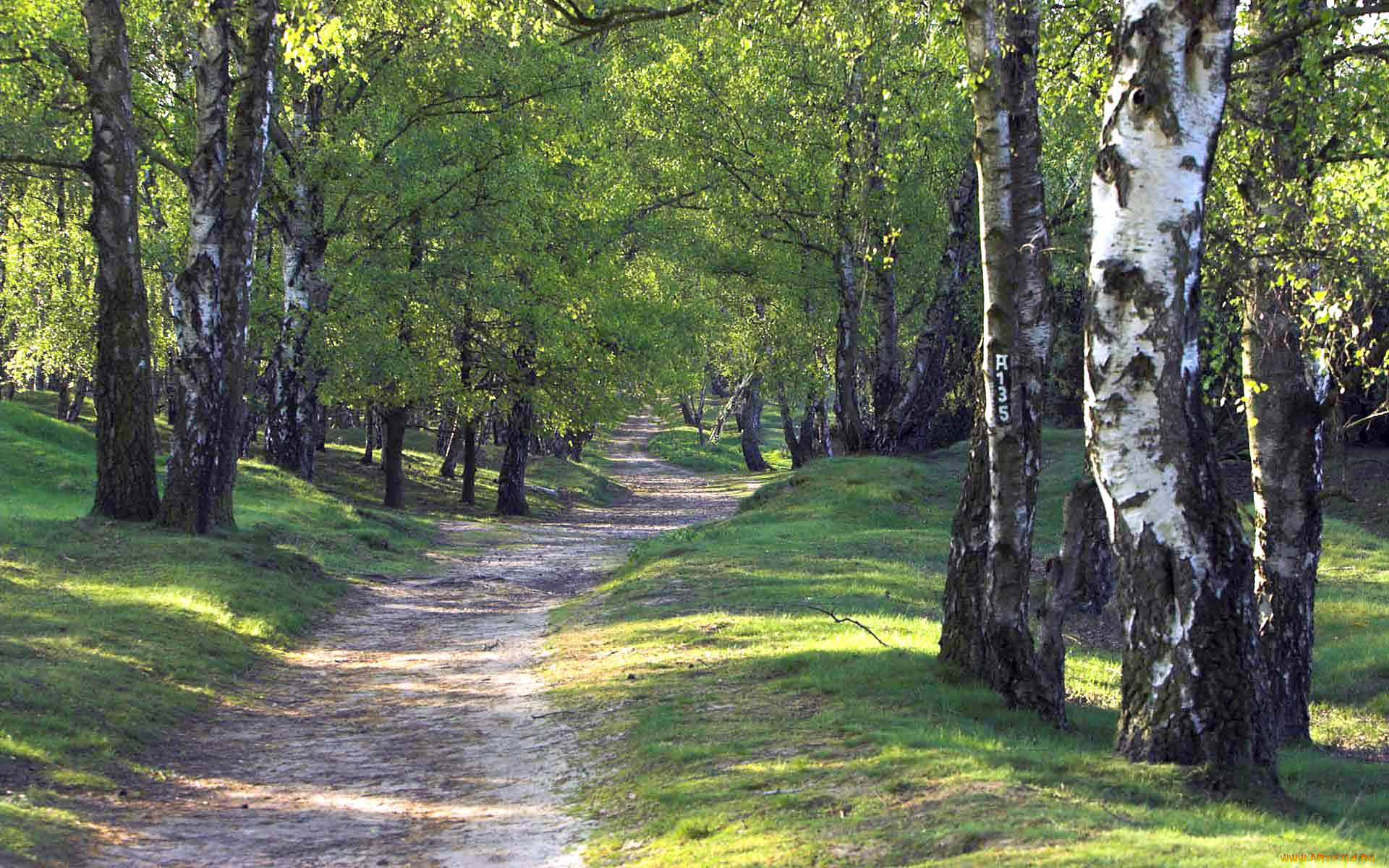 природа, лес