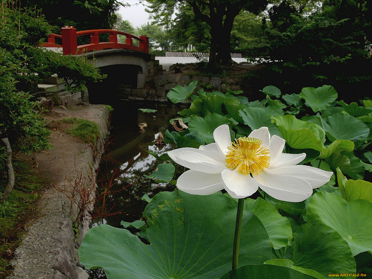 цветы, лотосы