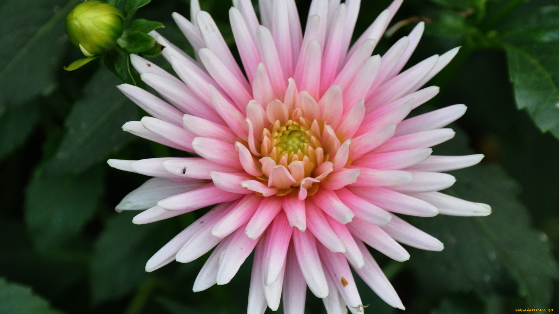 цветы, георгины