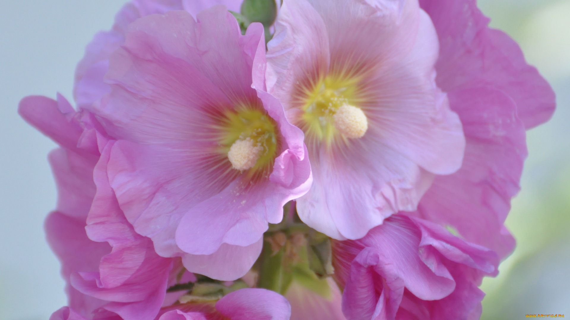 цветы, мальвы