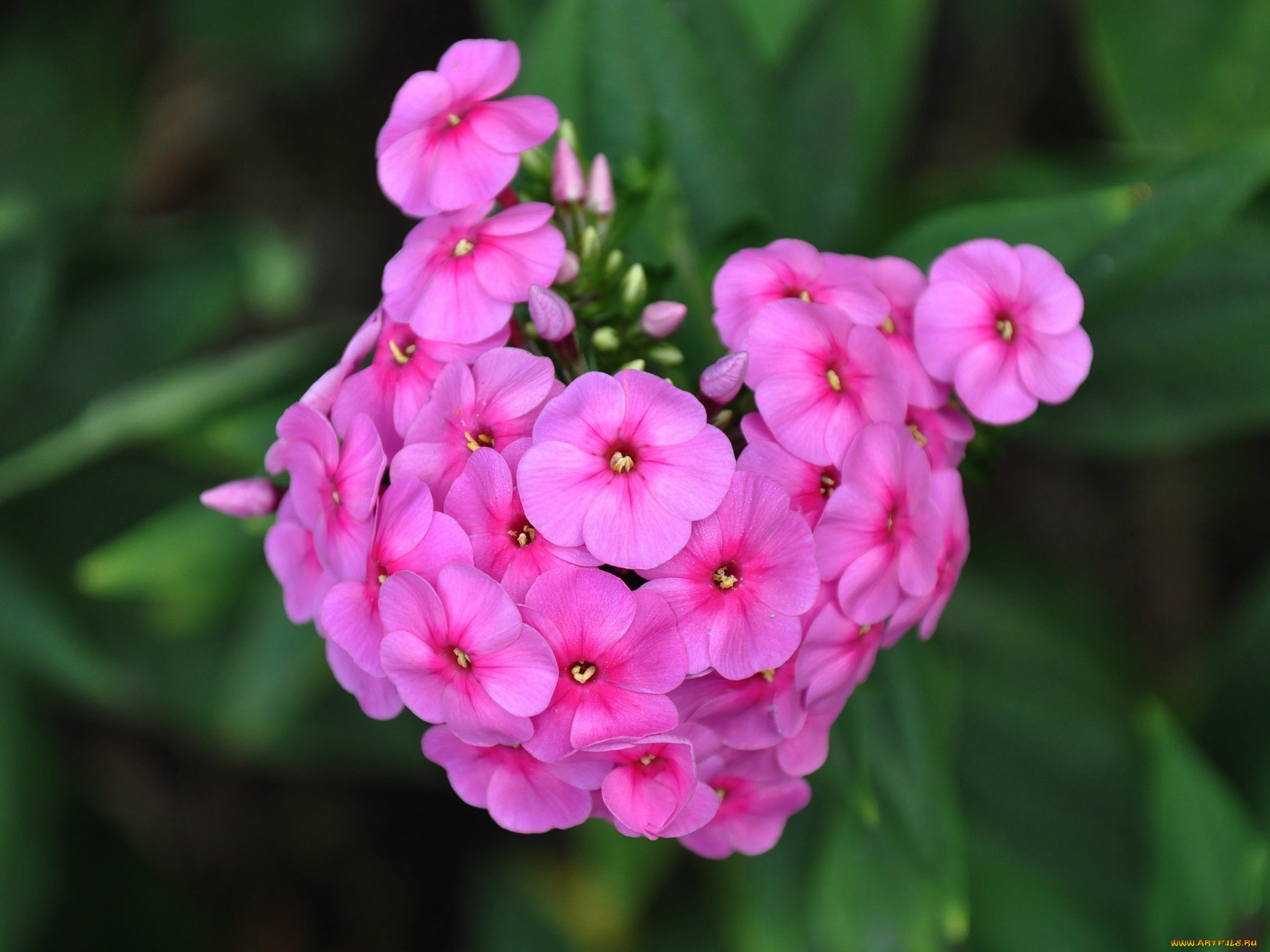 цветы, флоксы