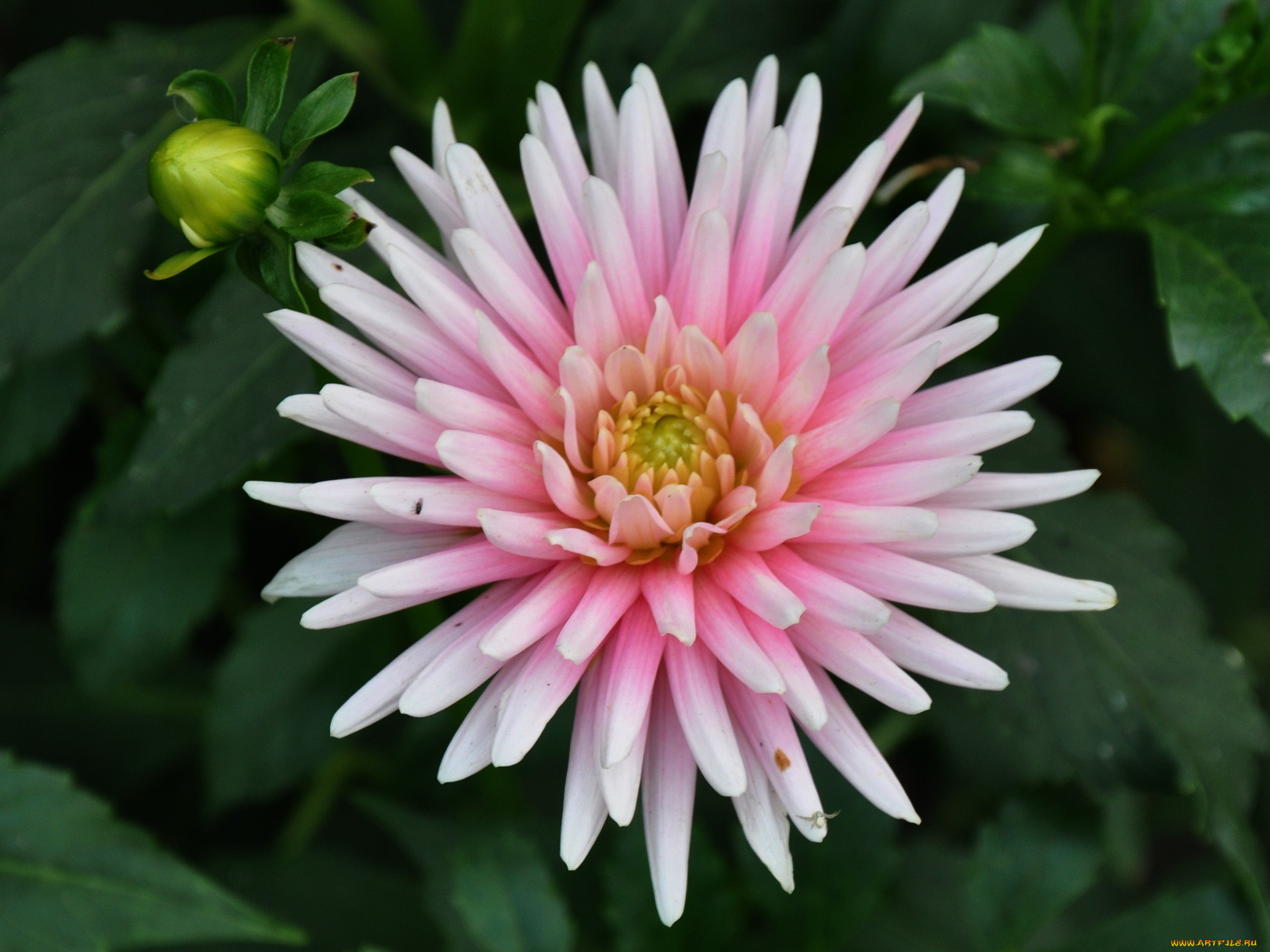 цветы, георгины