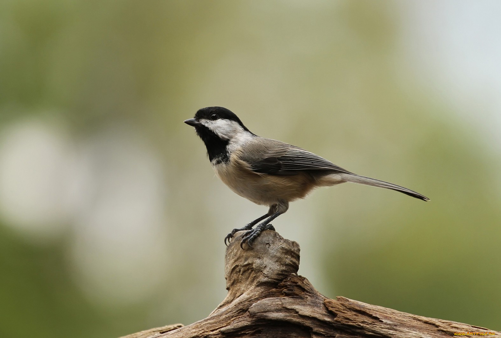 животные, синицы, лазоревки, синичка