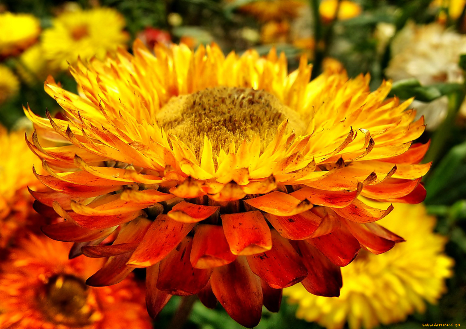 цветы, бессмертник, жёлтый