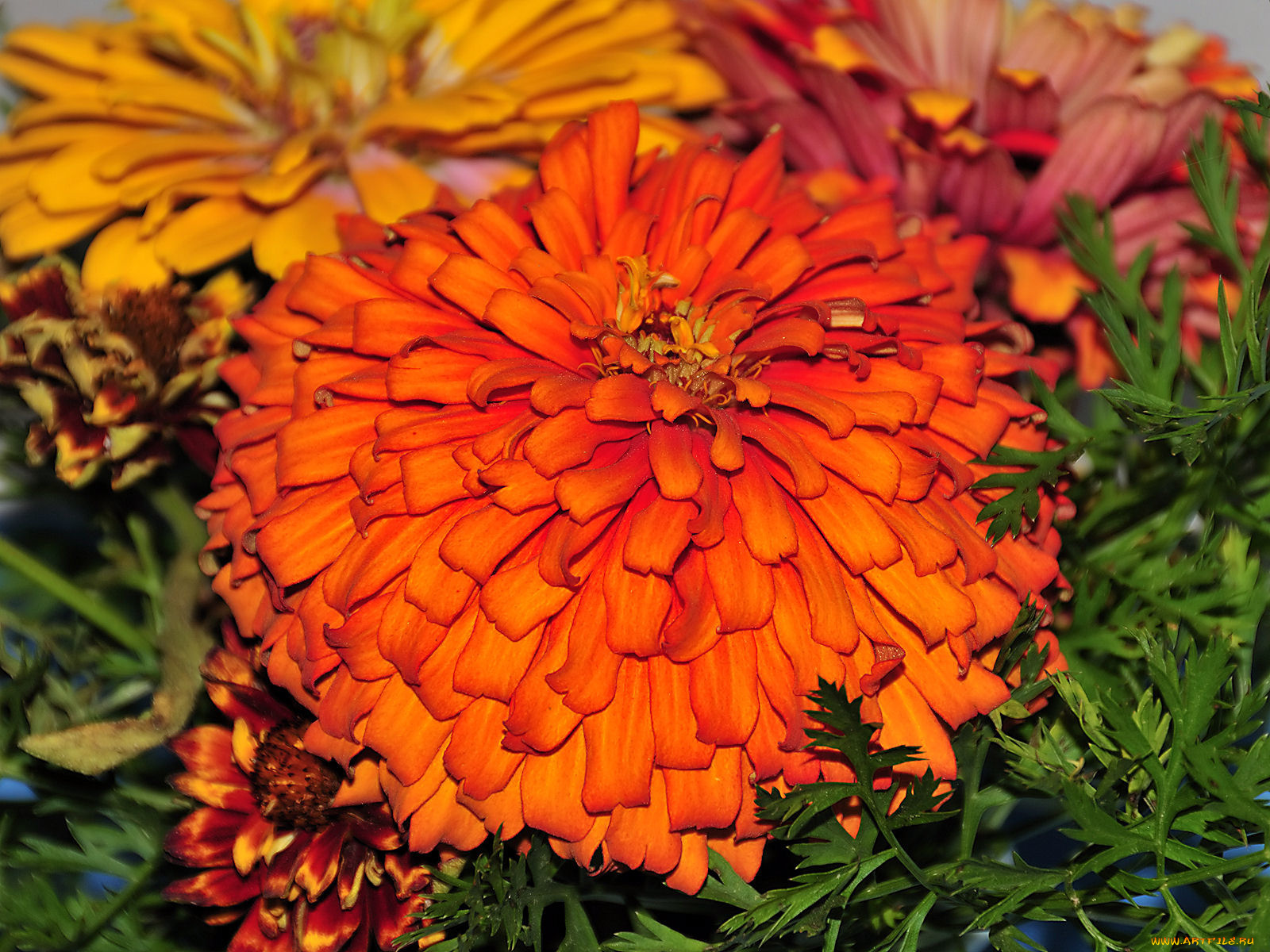 цветы, цинния, лепестки