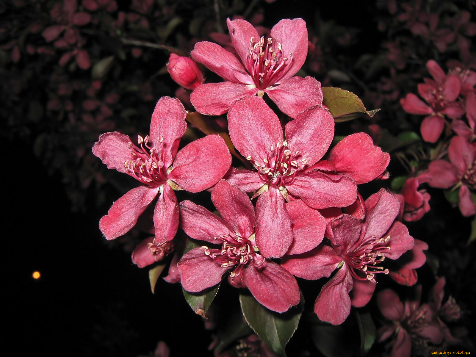 цветы, цветущие, деревья, кустарники, лепестки