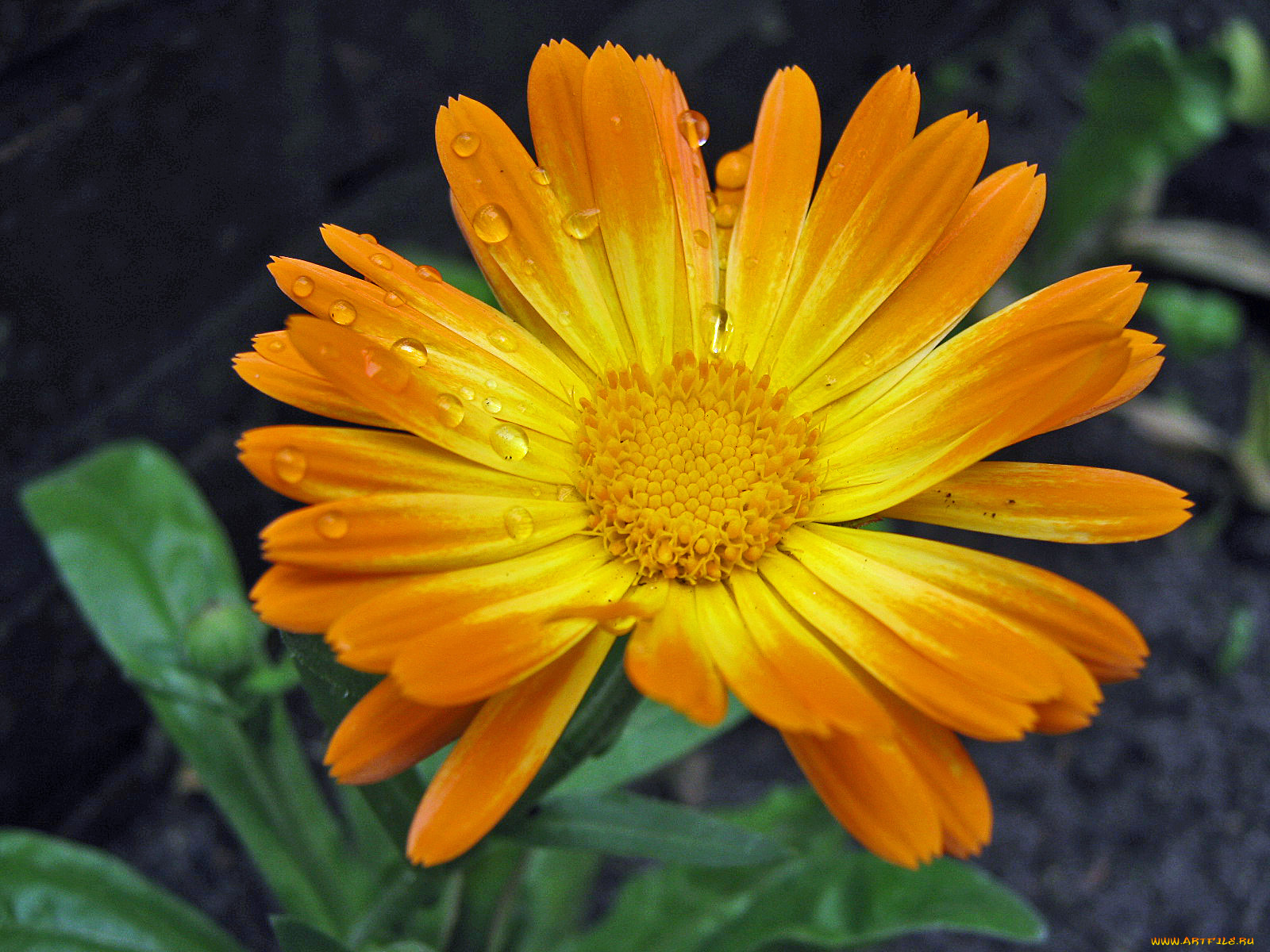 цветы, календула, капли