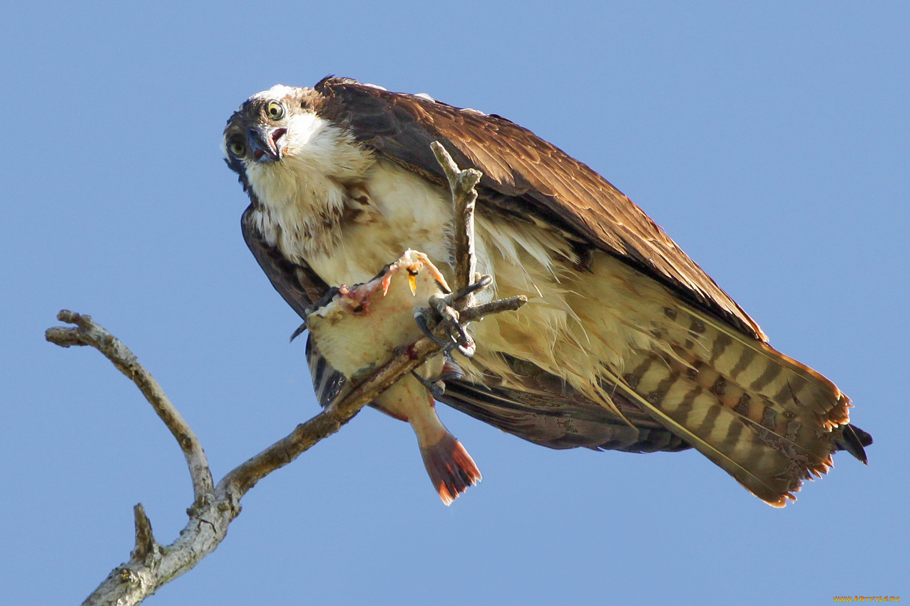 животные, птицы, хищники, ветка