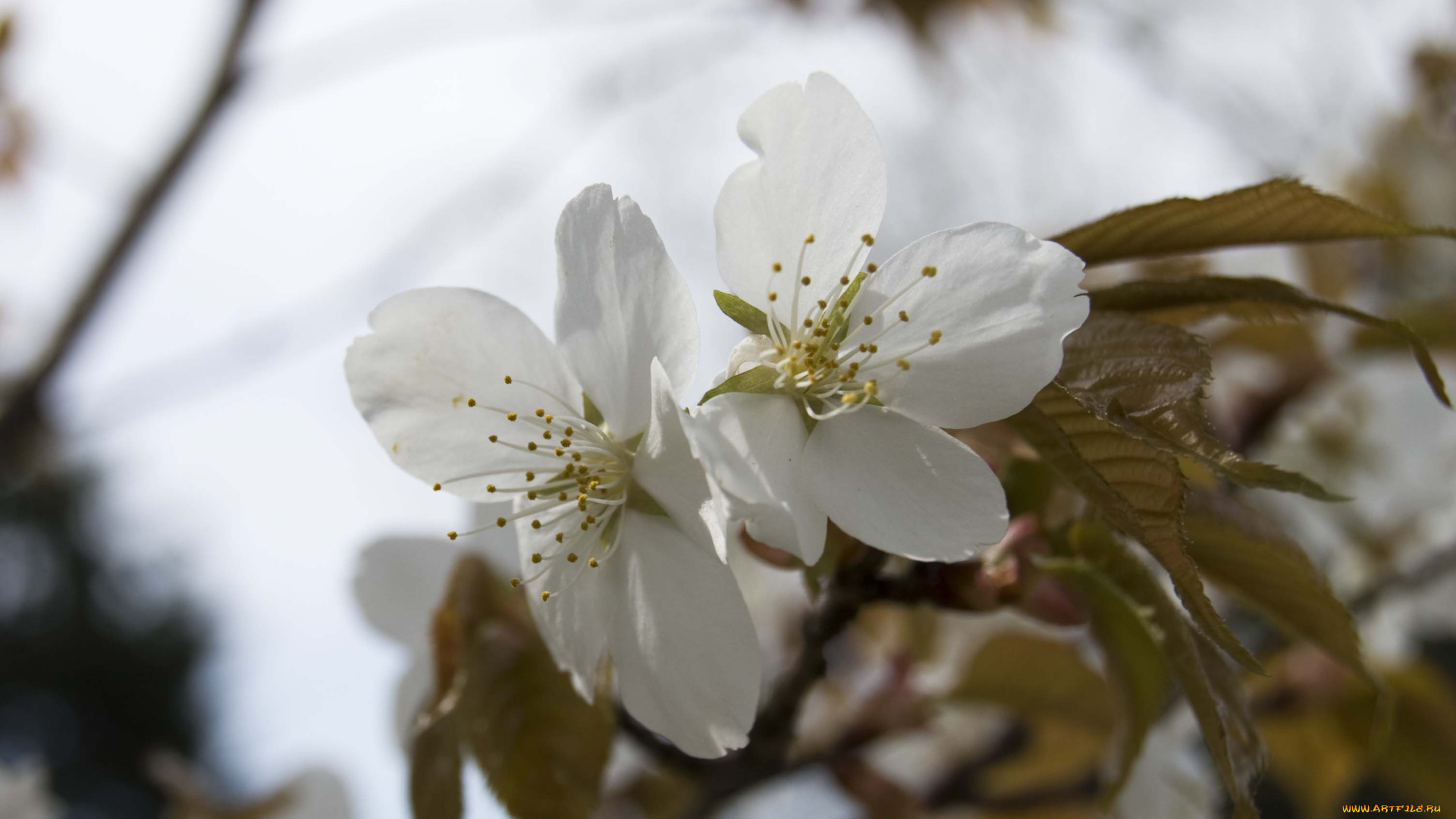 цветы, цветущие, деревья, кустарники, макро