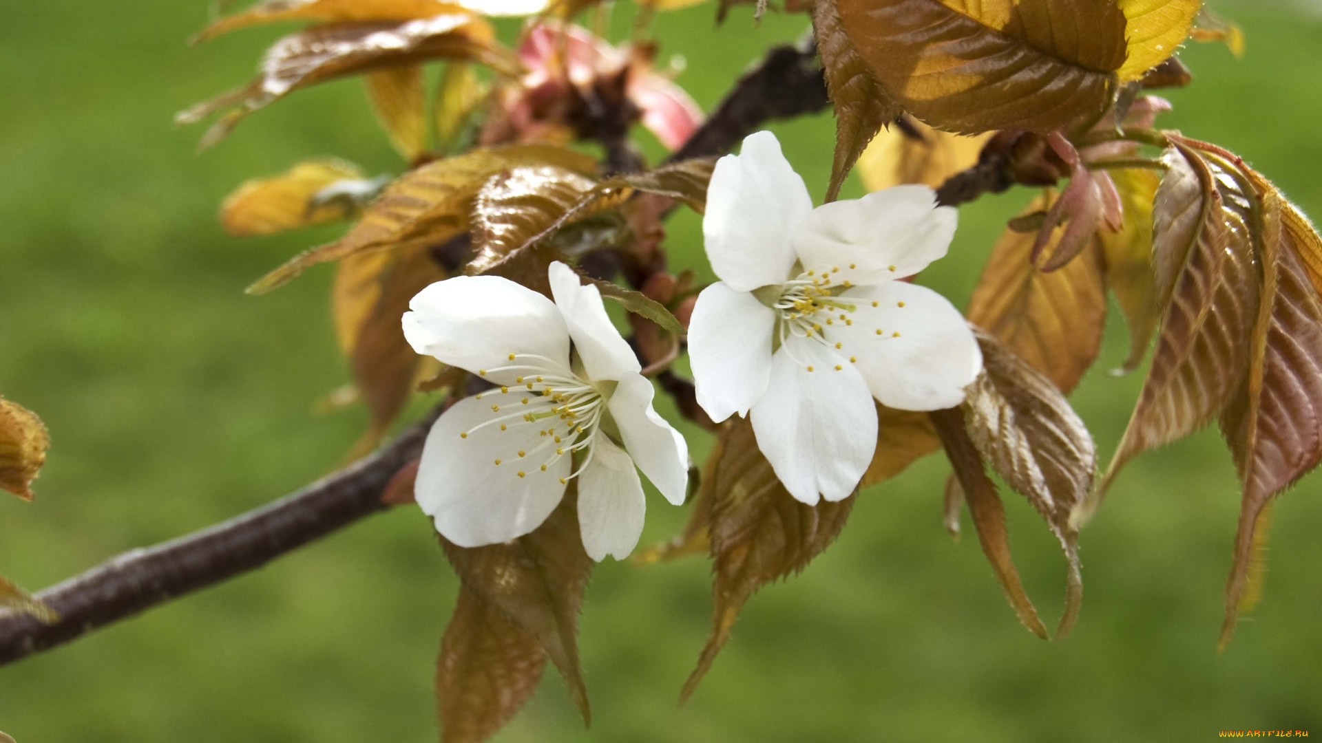 цветы, цветущие, деревья, кустарники, ветка