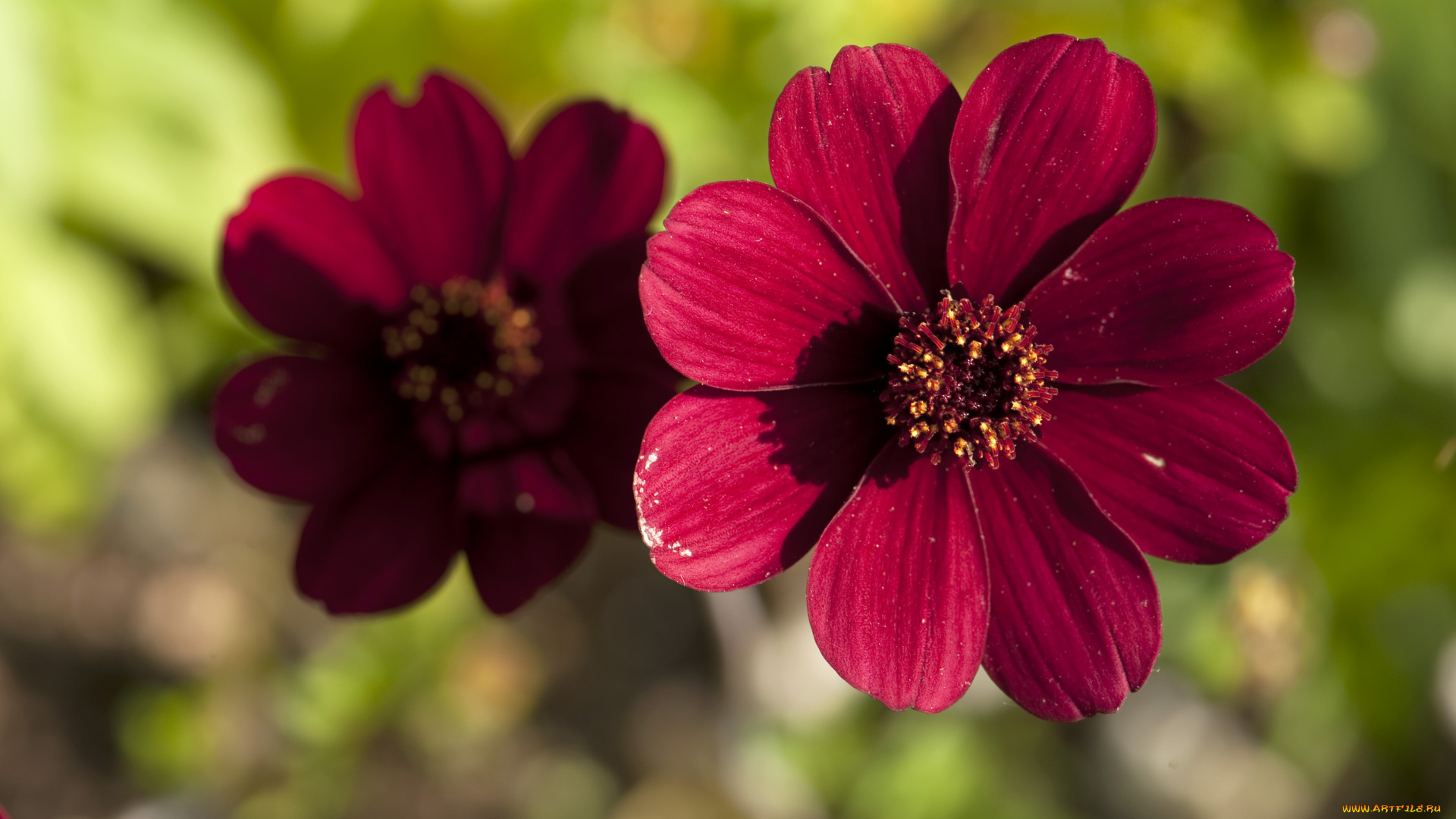 цветы, космея, лепестки