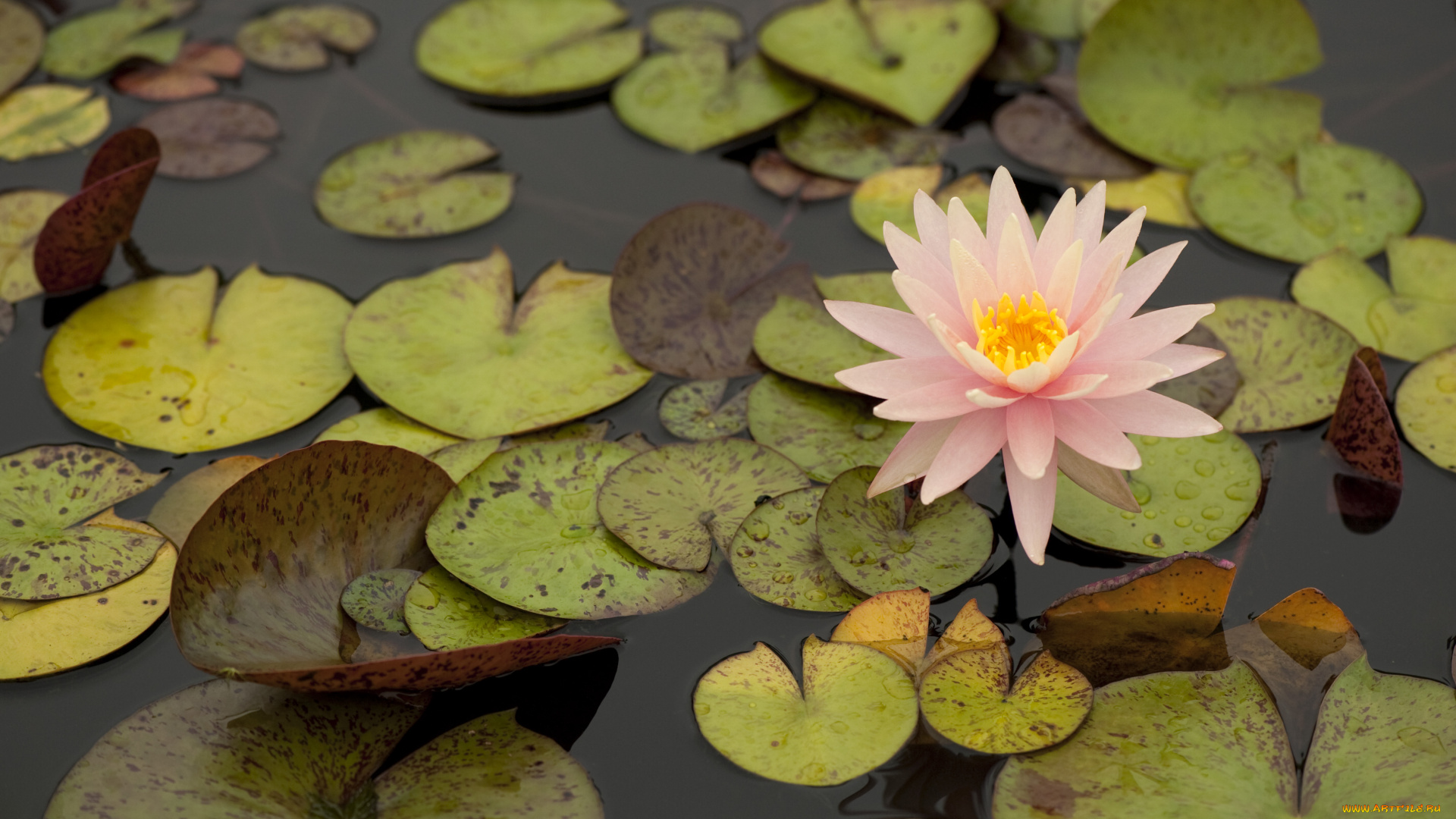 цветы, лилии, водяные, нимфеи, кувшинки, листья