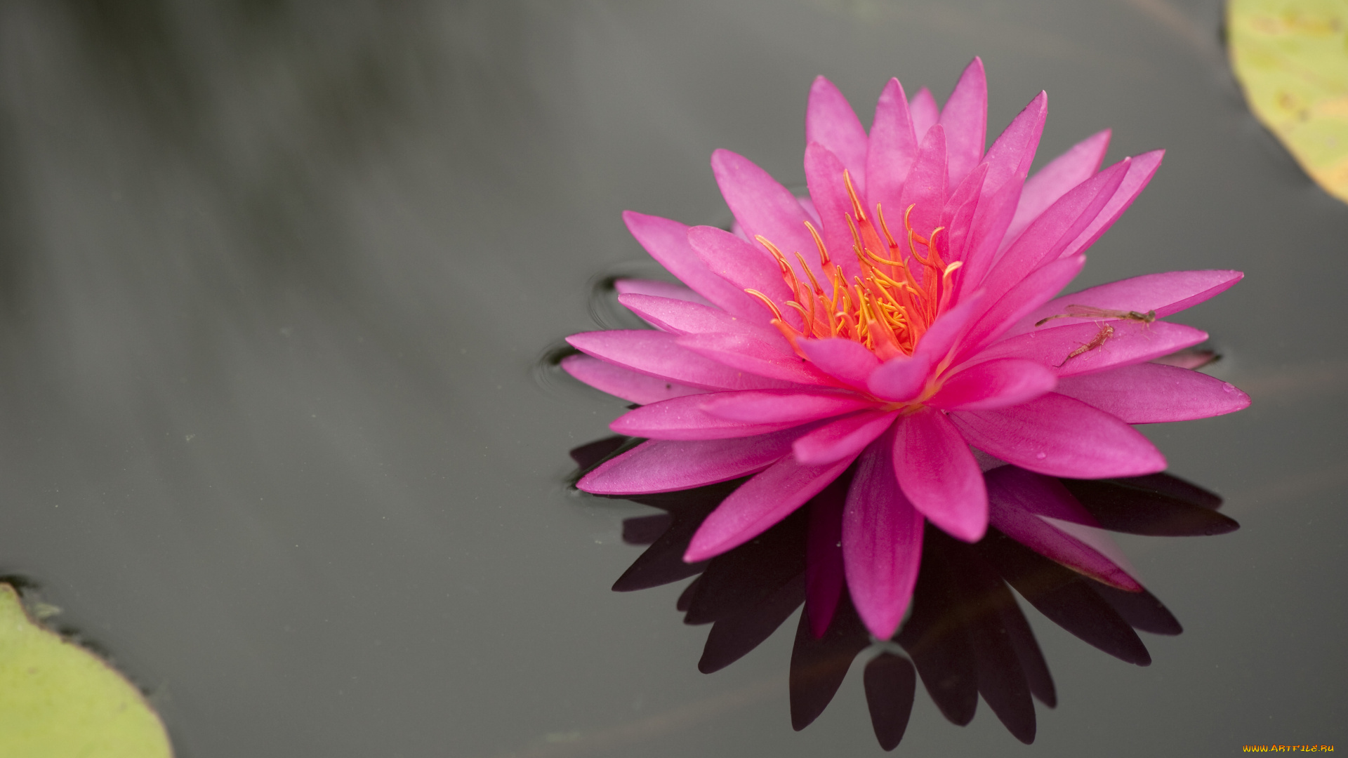 цветы, лилии, водяные, нимфеи, кувшинки, вода