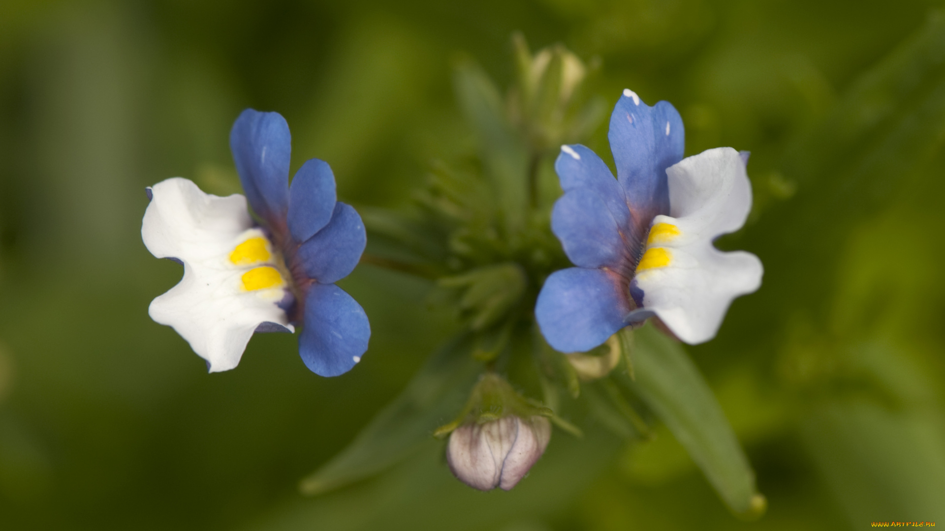 цветы, луговые, полевые, макро