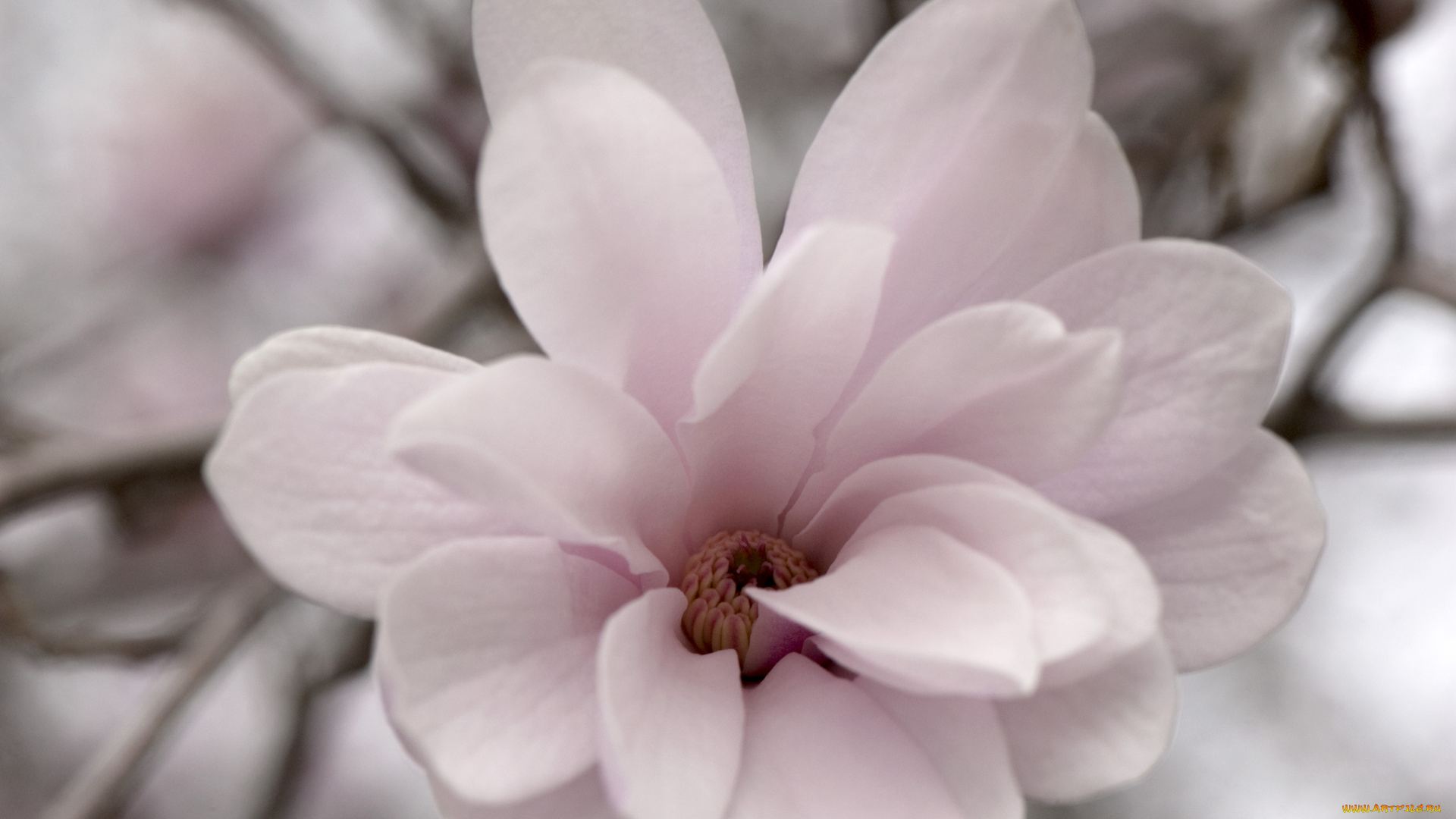 цветы, магнолии, лепестки, макро