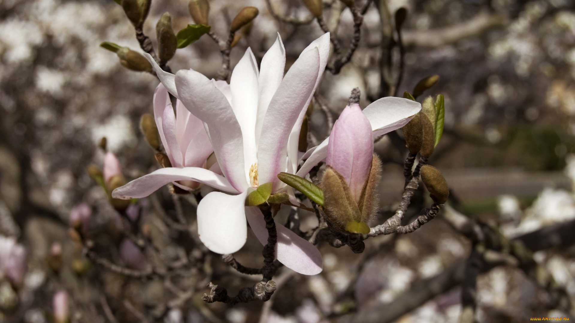 цветы, магнолии, макро