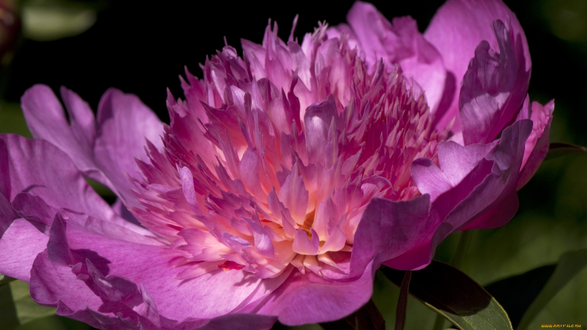 цветы, пионы, макро