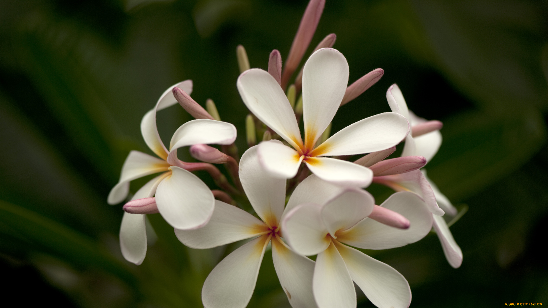 цветы, плюмерия, соцветие