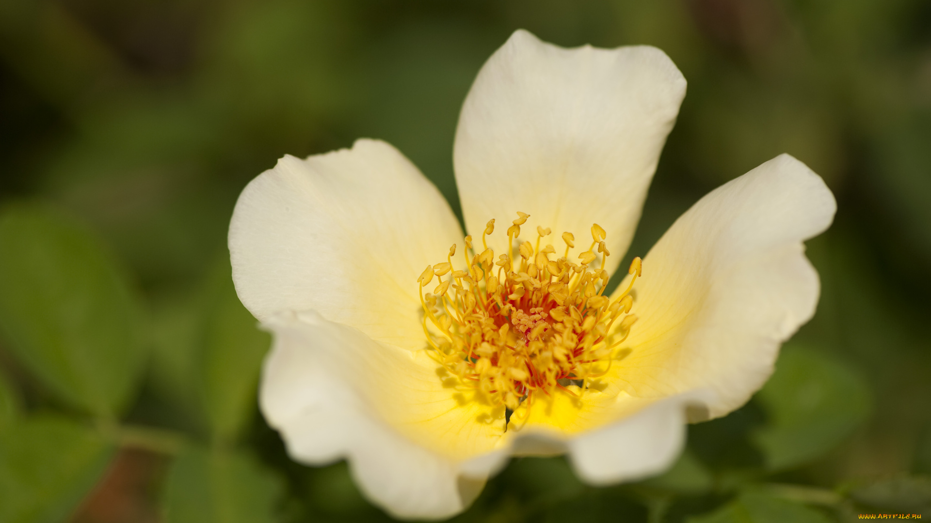 цветы, шиповник, лепестки, макро