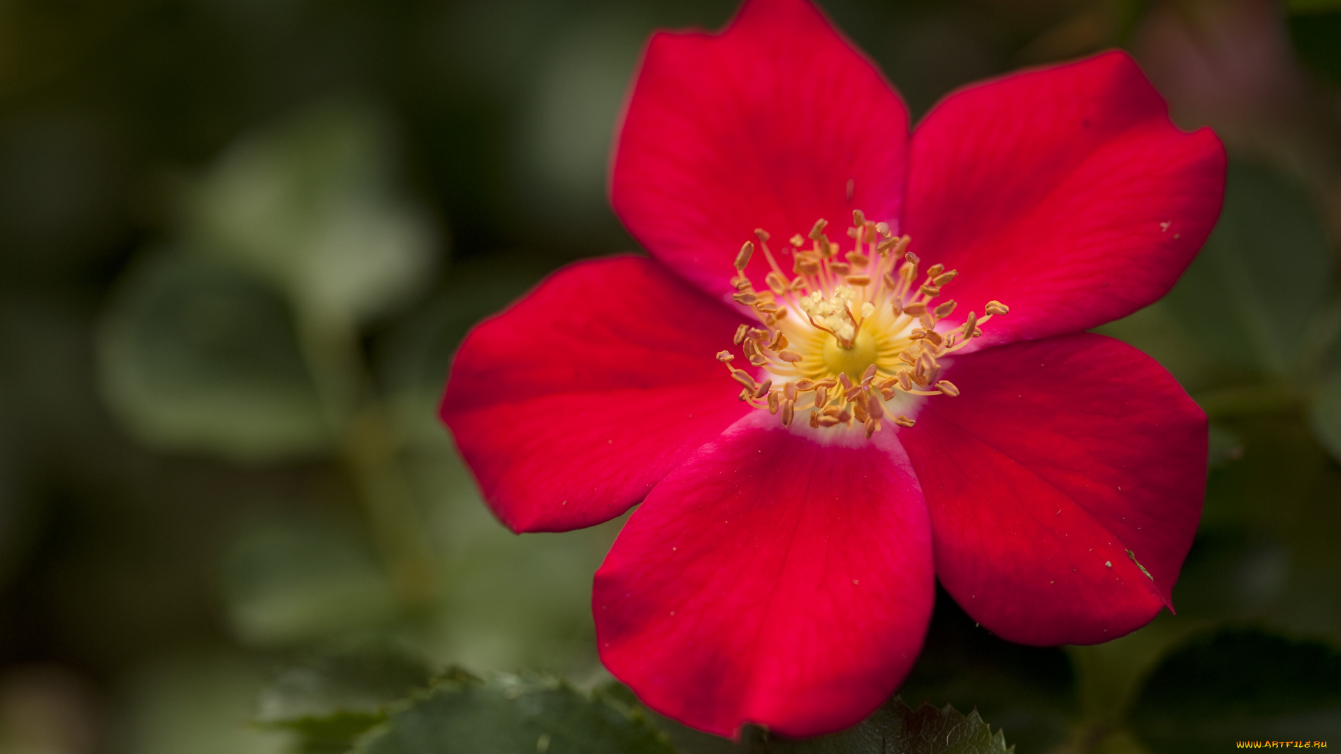 цветы, шиповник, лепестки, макро