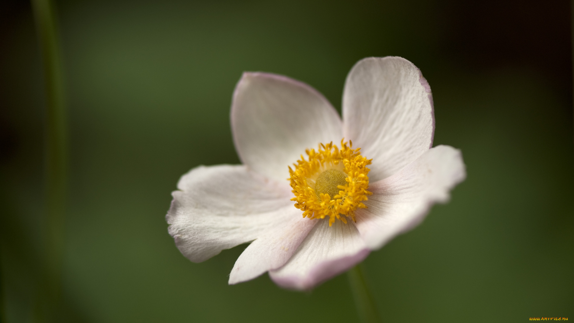 цветы, ветреницы, печёночницы, лепестки, макро