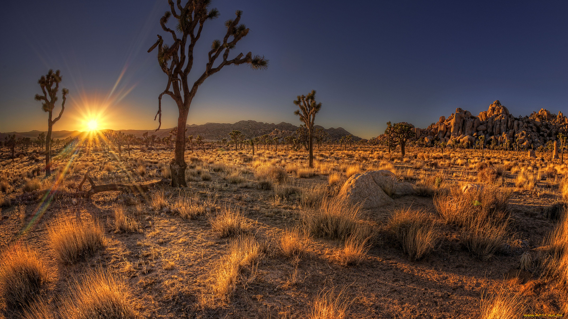 joshua, tree, national, park, природа, пустыни, дерево, джошуа, пустыня, закат