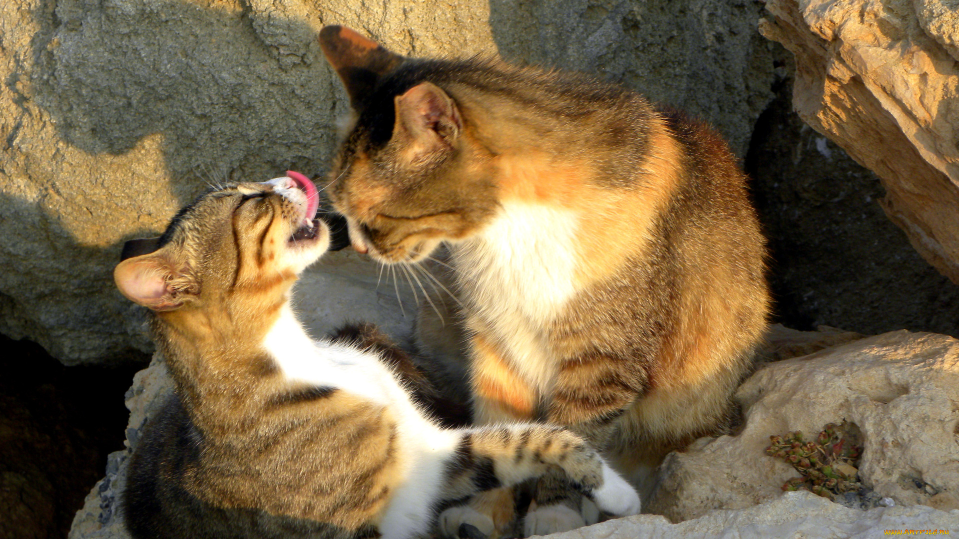 животные, коты, кот, кошка, язык, дружба