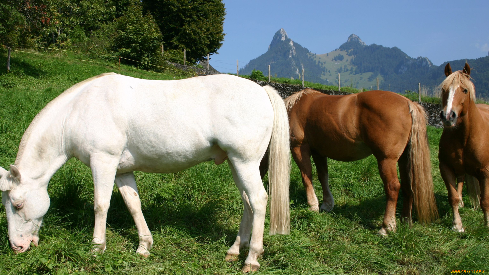 животные, лошади, конь, лошадь, табун, трава