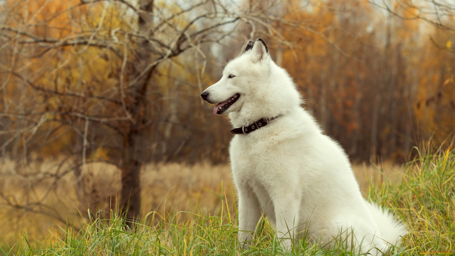 животные, собаки, хаски, собака