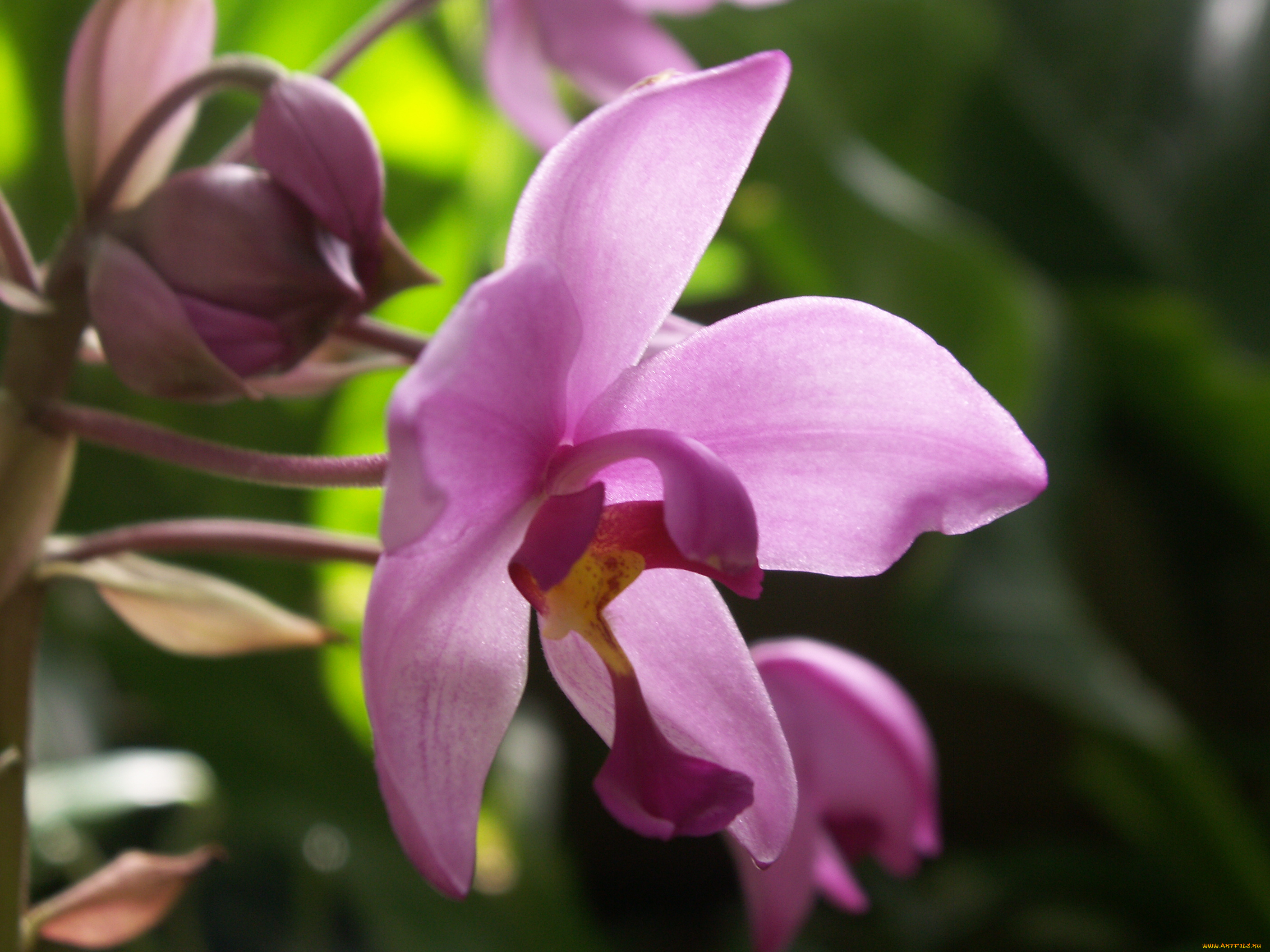 цветы, орхидеи, макро