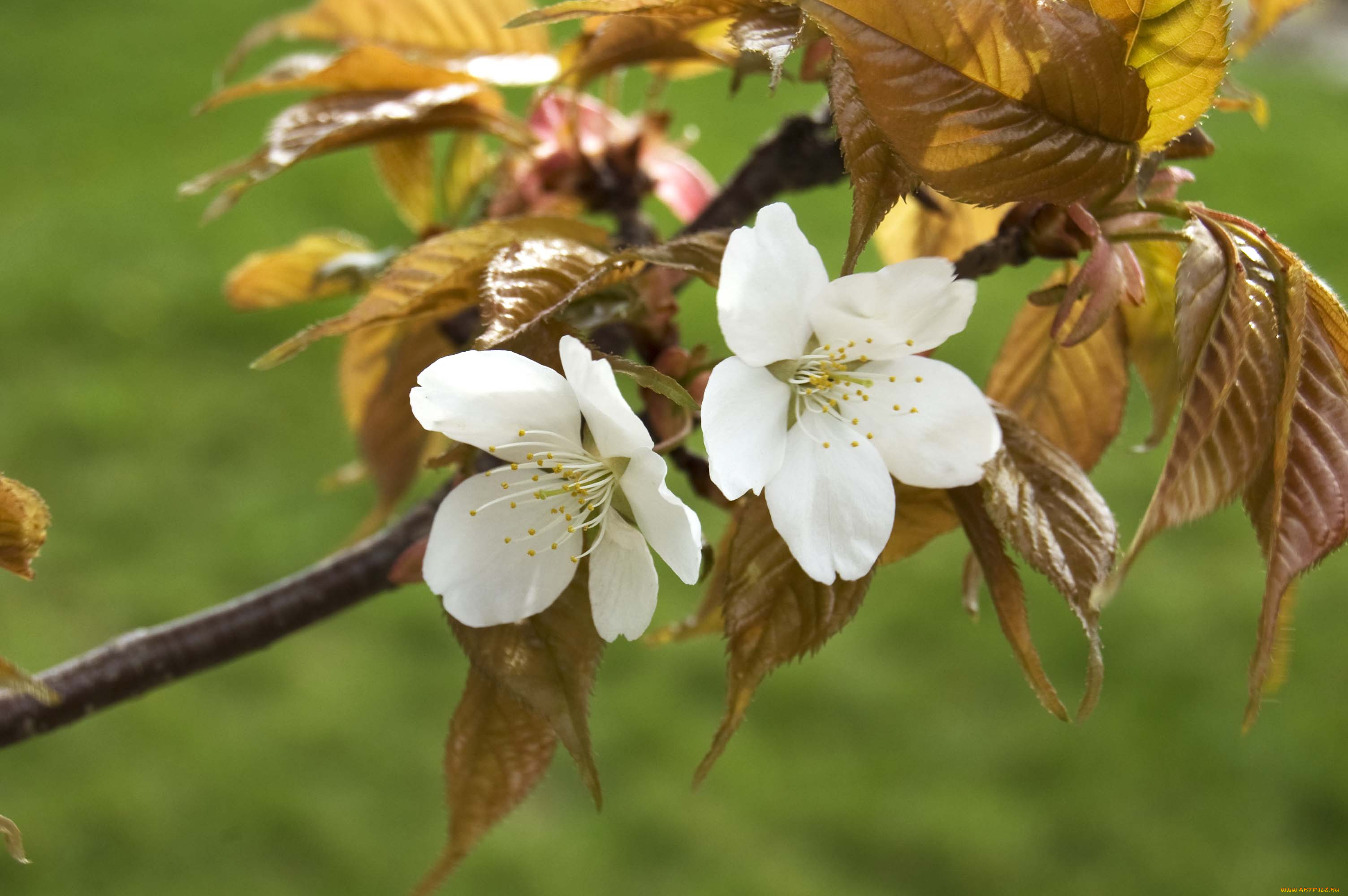 цветы, цветущие, деревья, кустарники, ветка