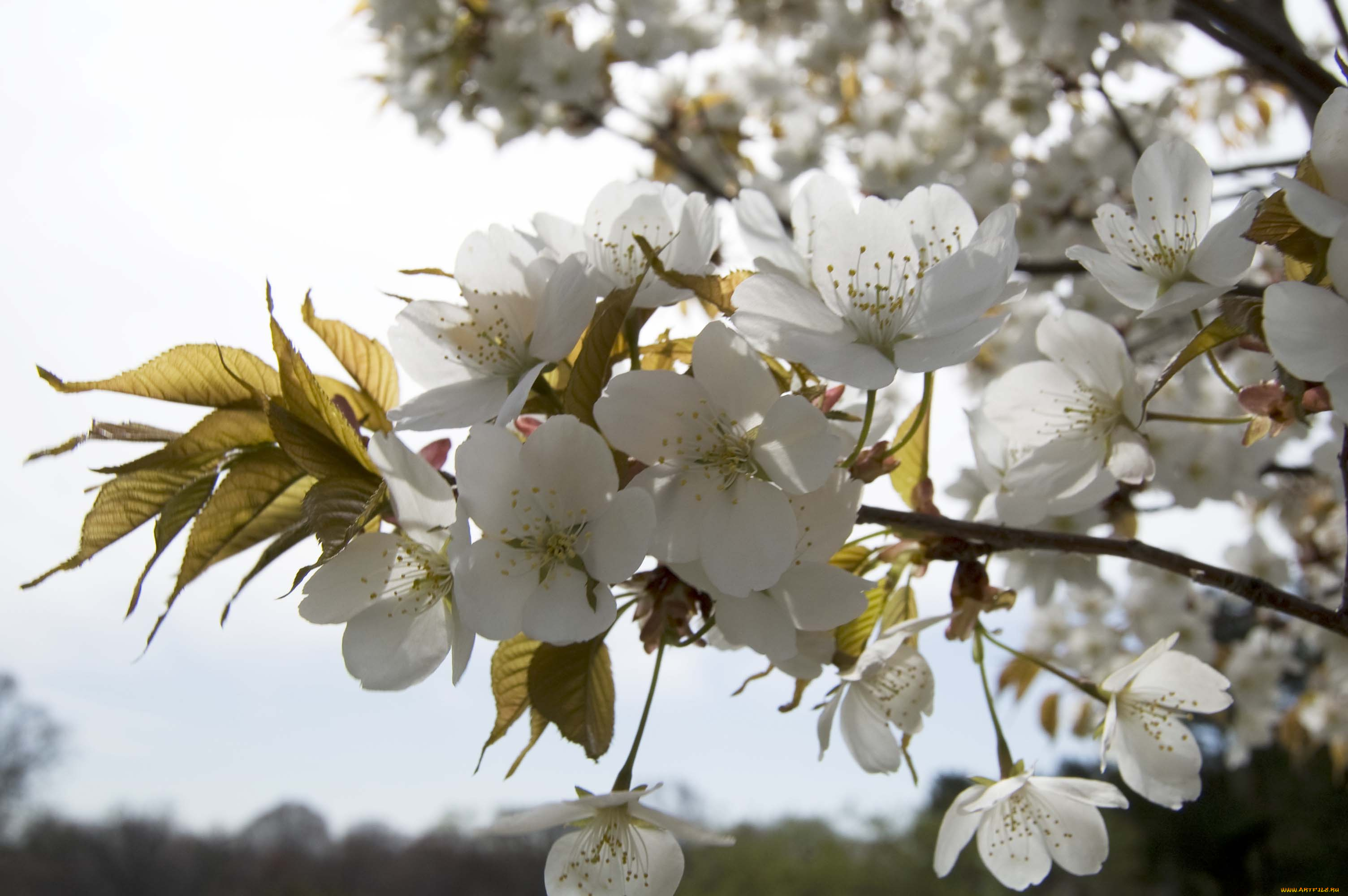 цветы, цветущие, деревья, кустарники, ветка