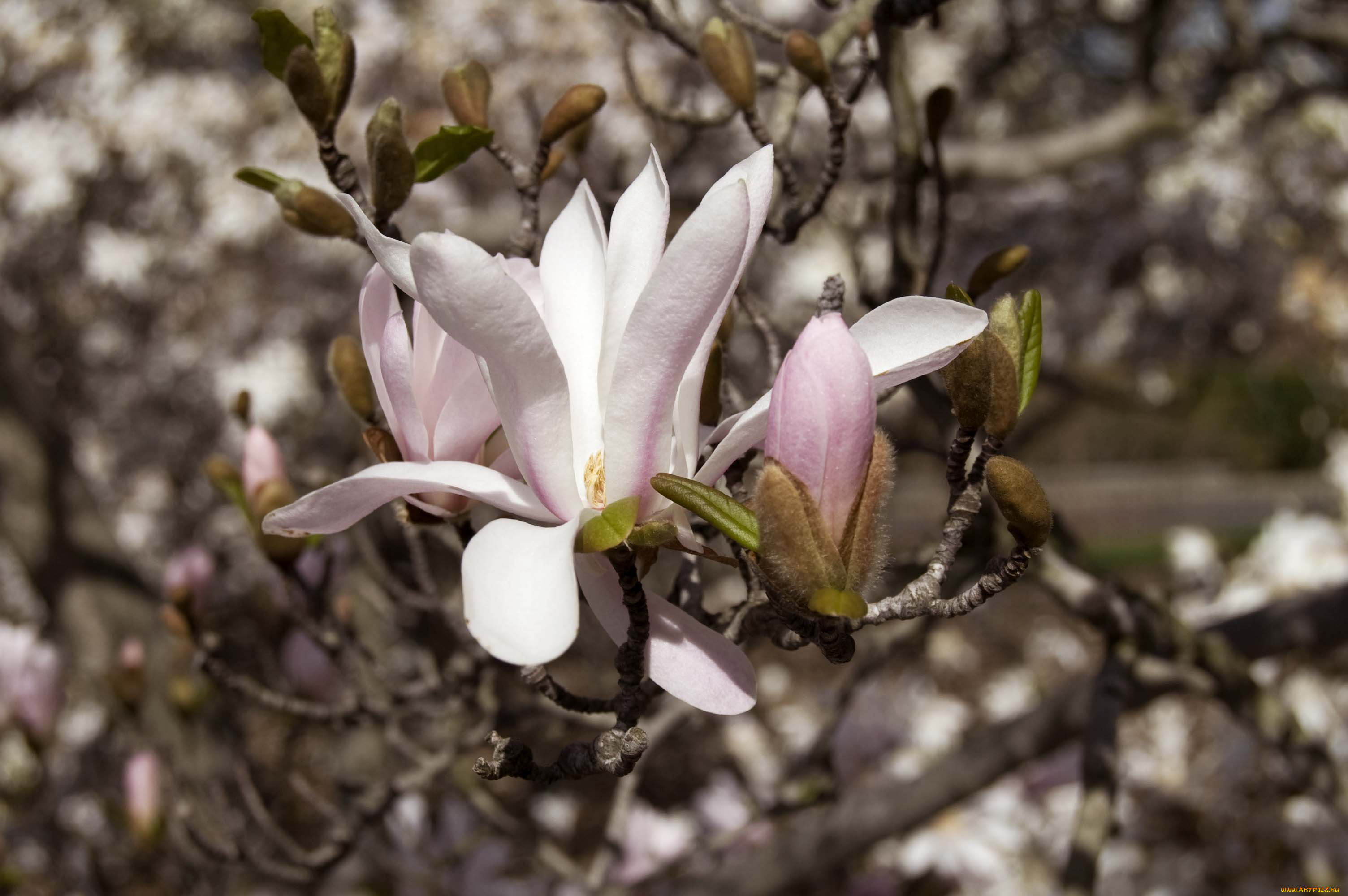 цветы, магнолии, макро