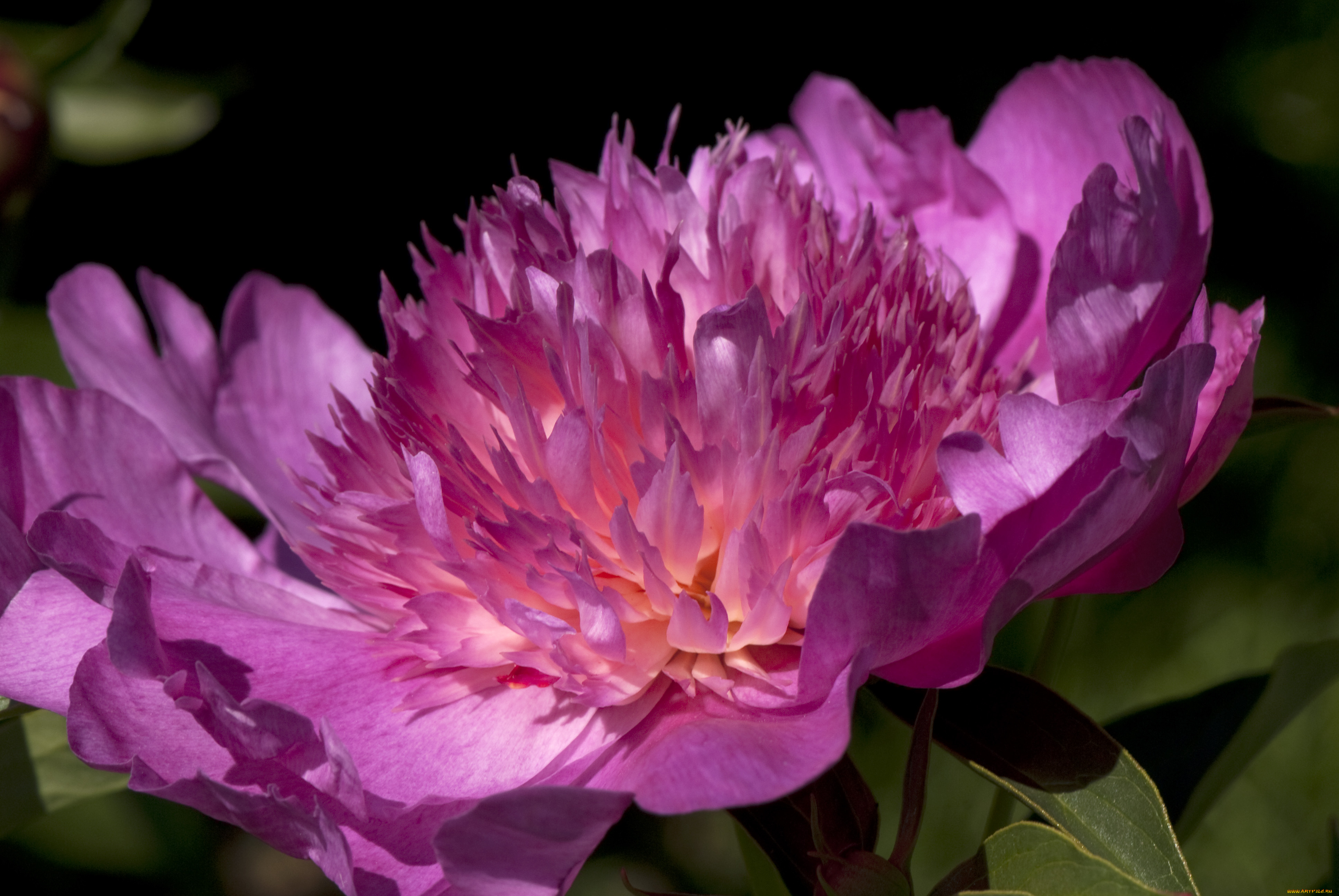 цветы, пионы, макро