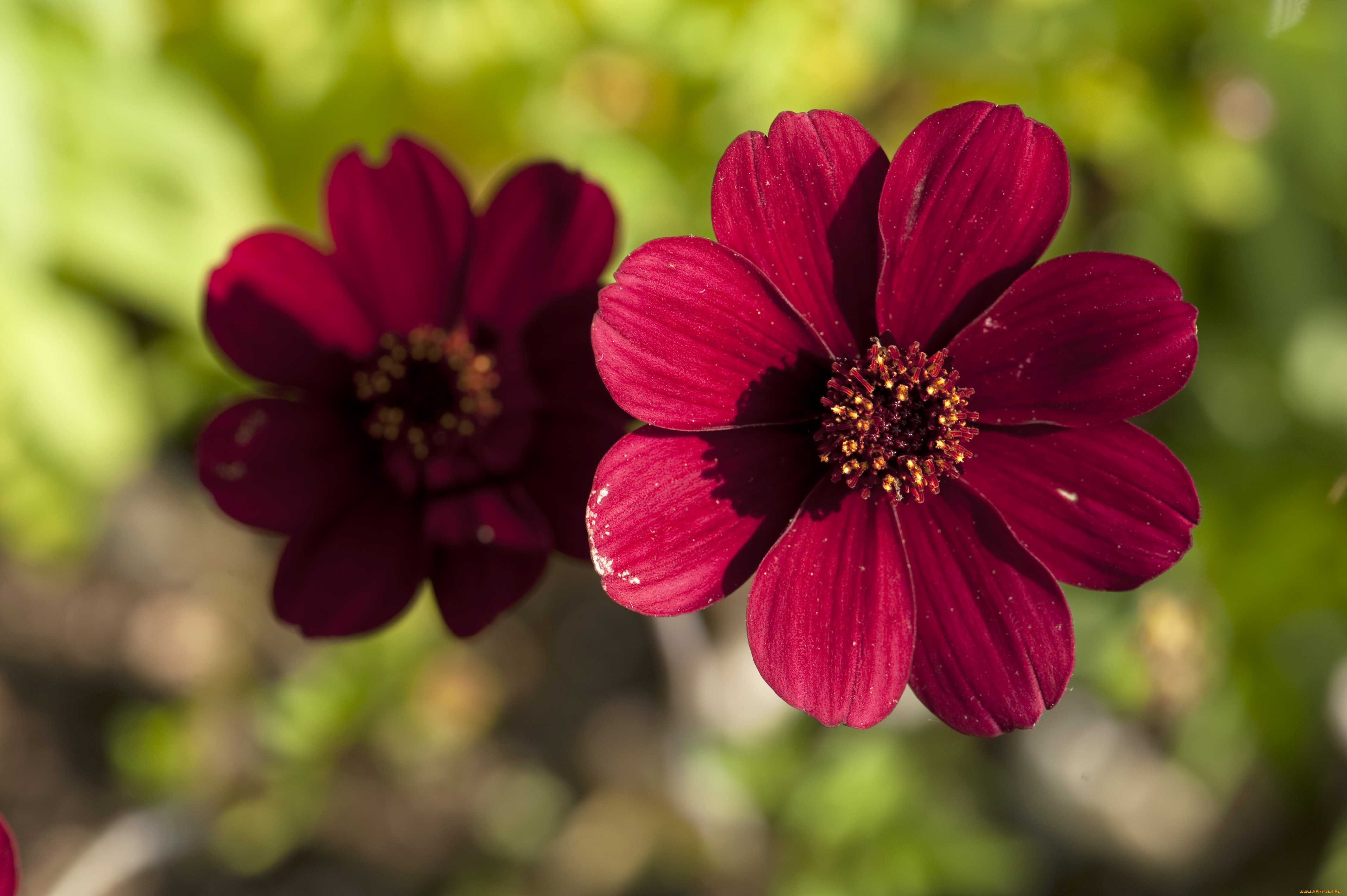 цветы, космея, лепестки