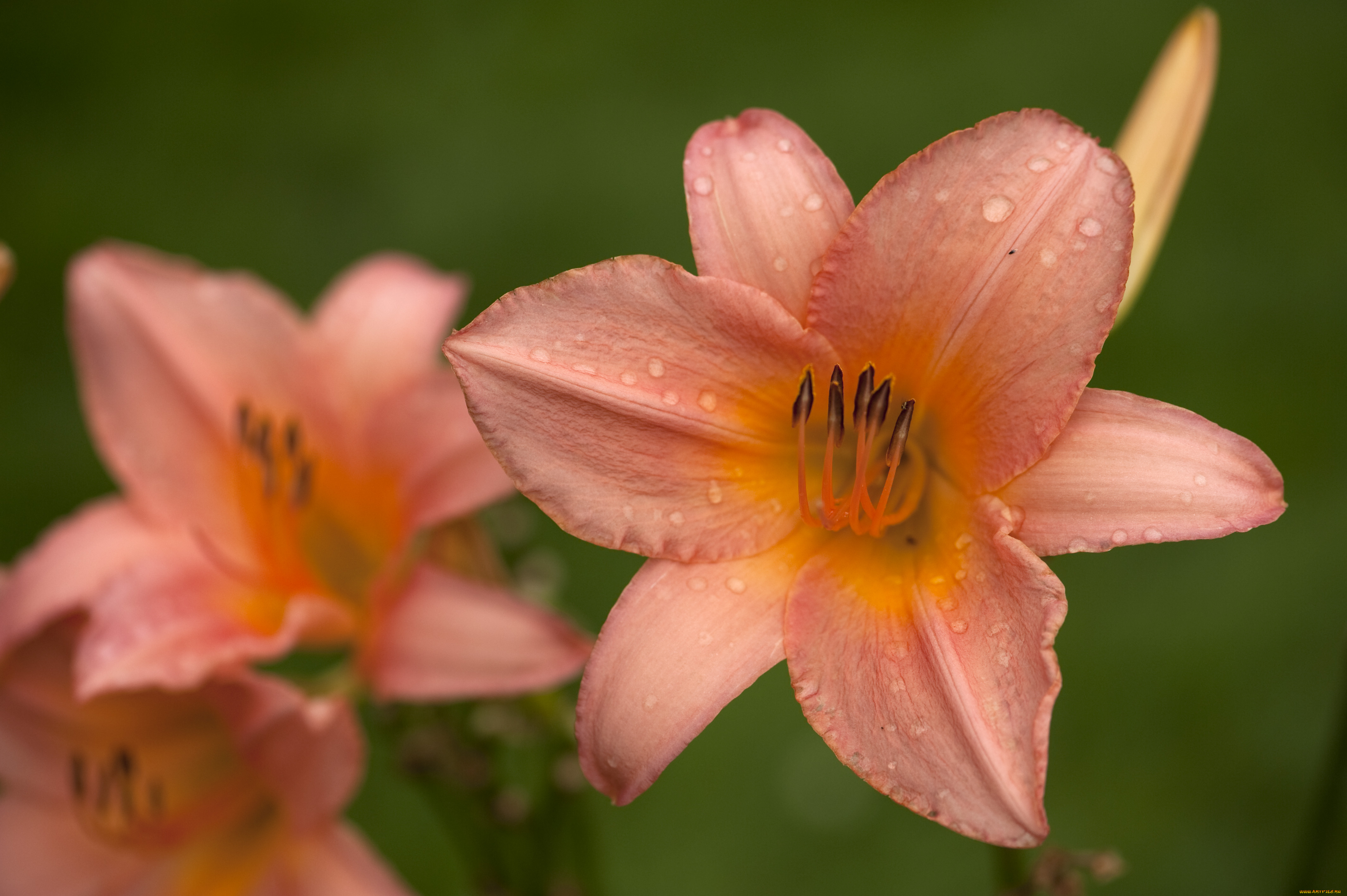 цветы, лилии, лилейники, лепестки