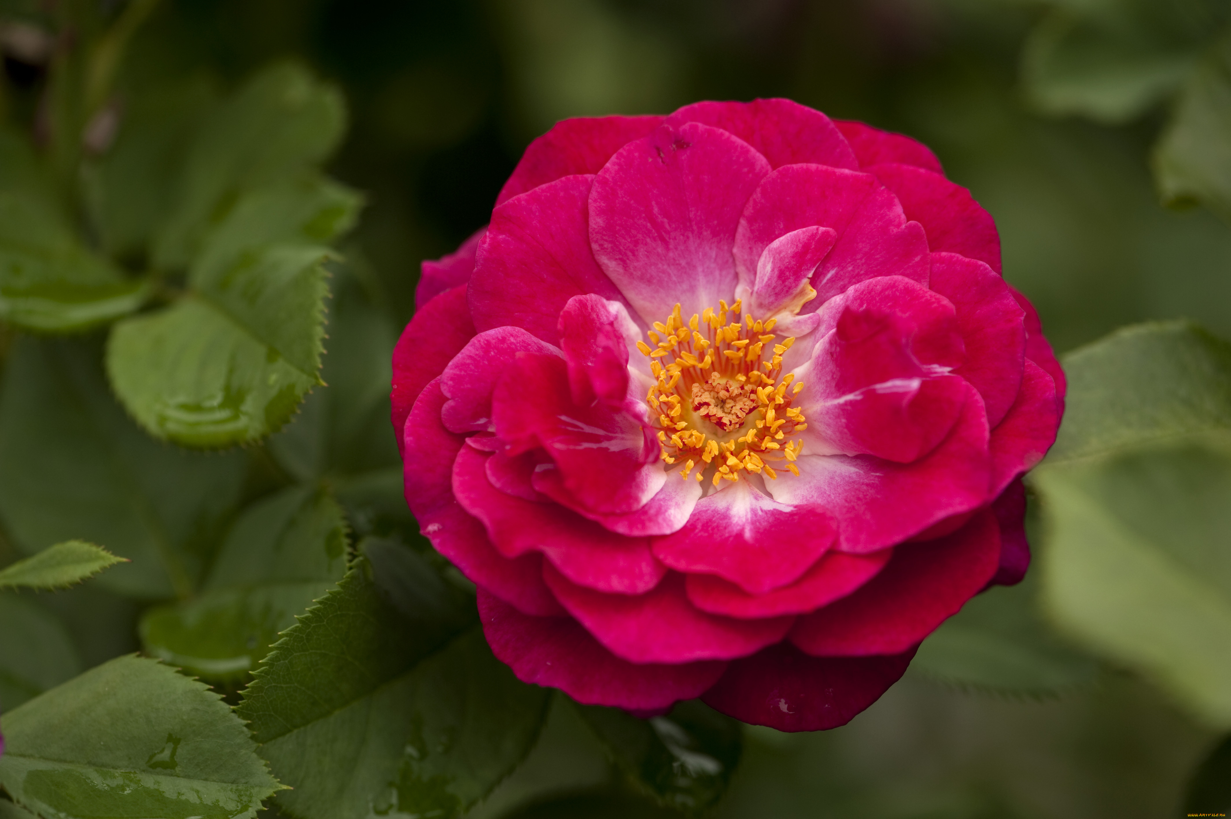 цветы, розы, макро