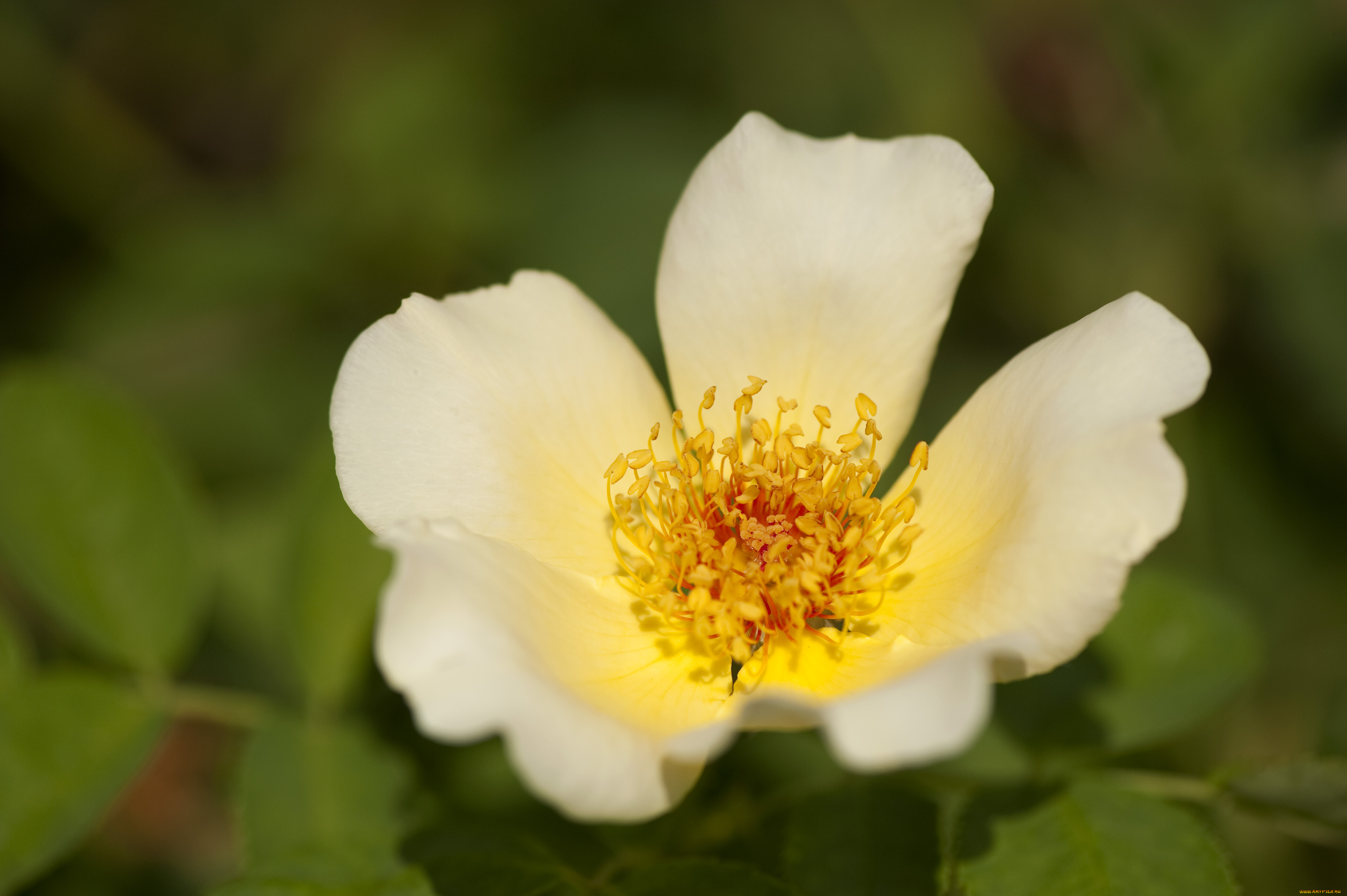 цветы, шиповник, лепестки, макро