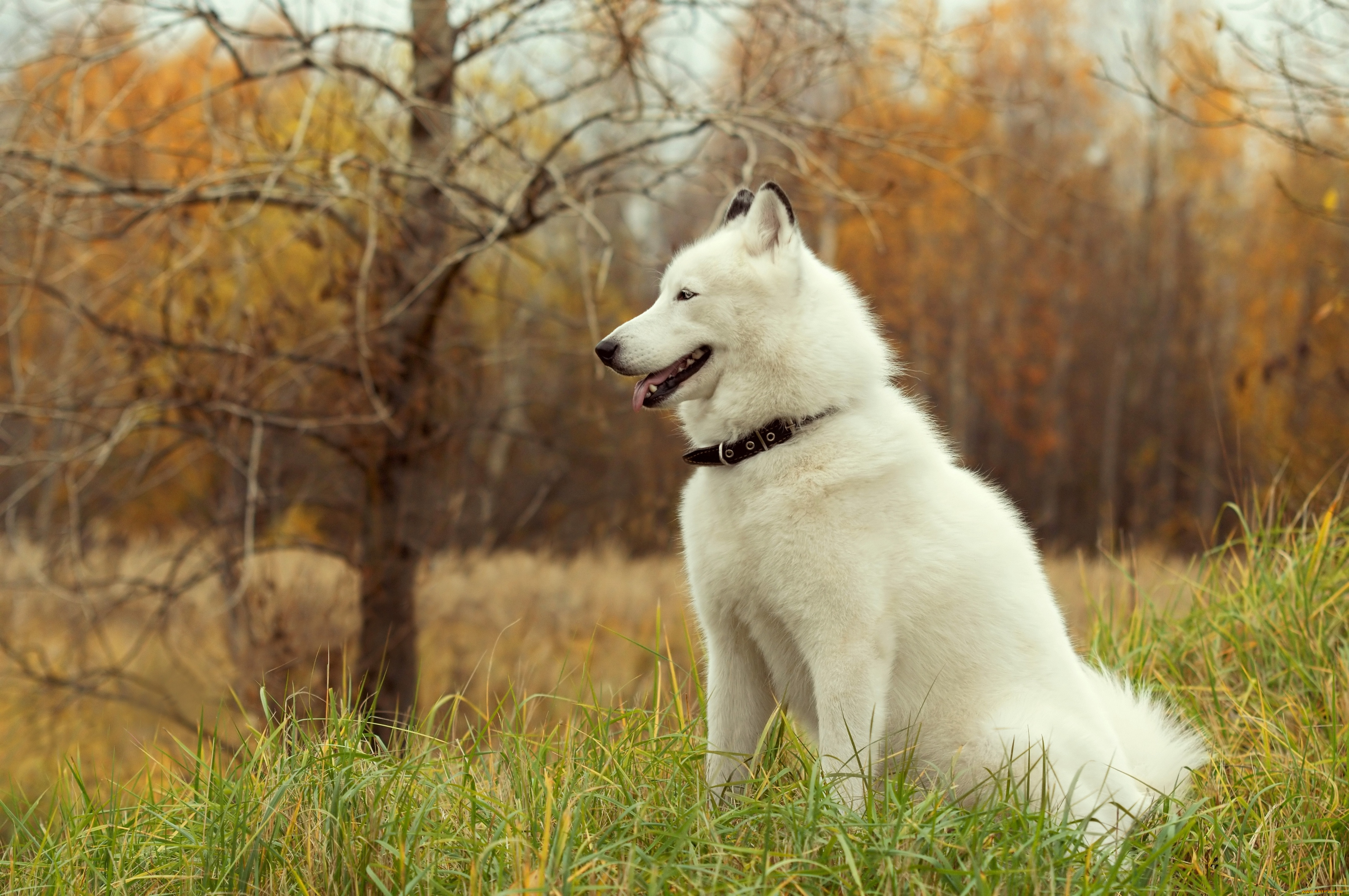 животные, собаки, хаски, собака
