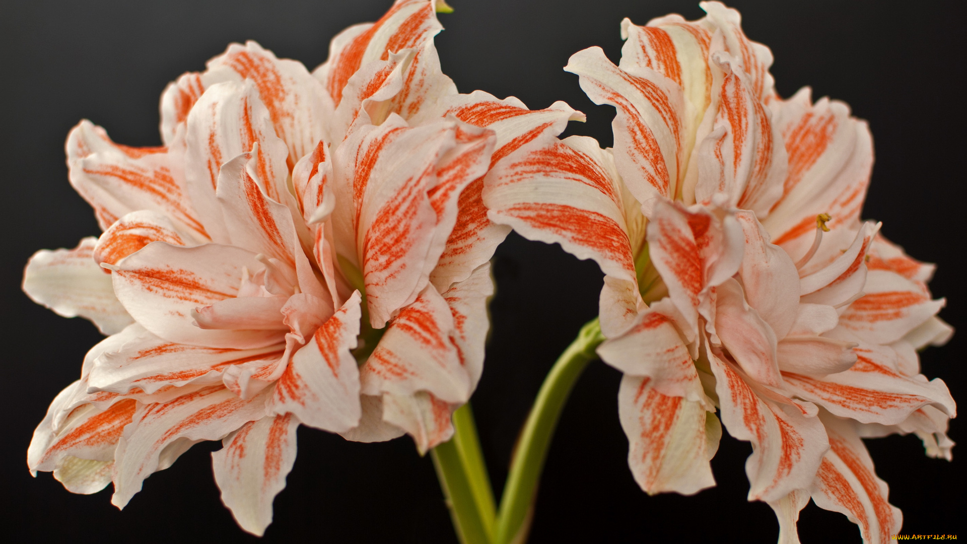 цветы, амариллисы, гиппеаструмы, амариллис