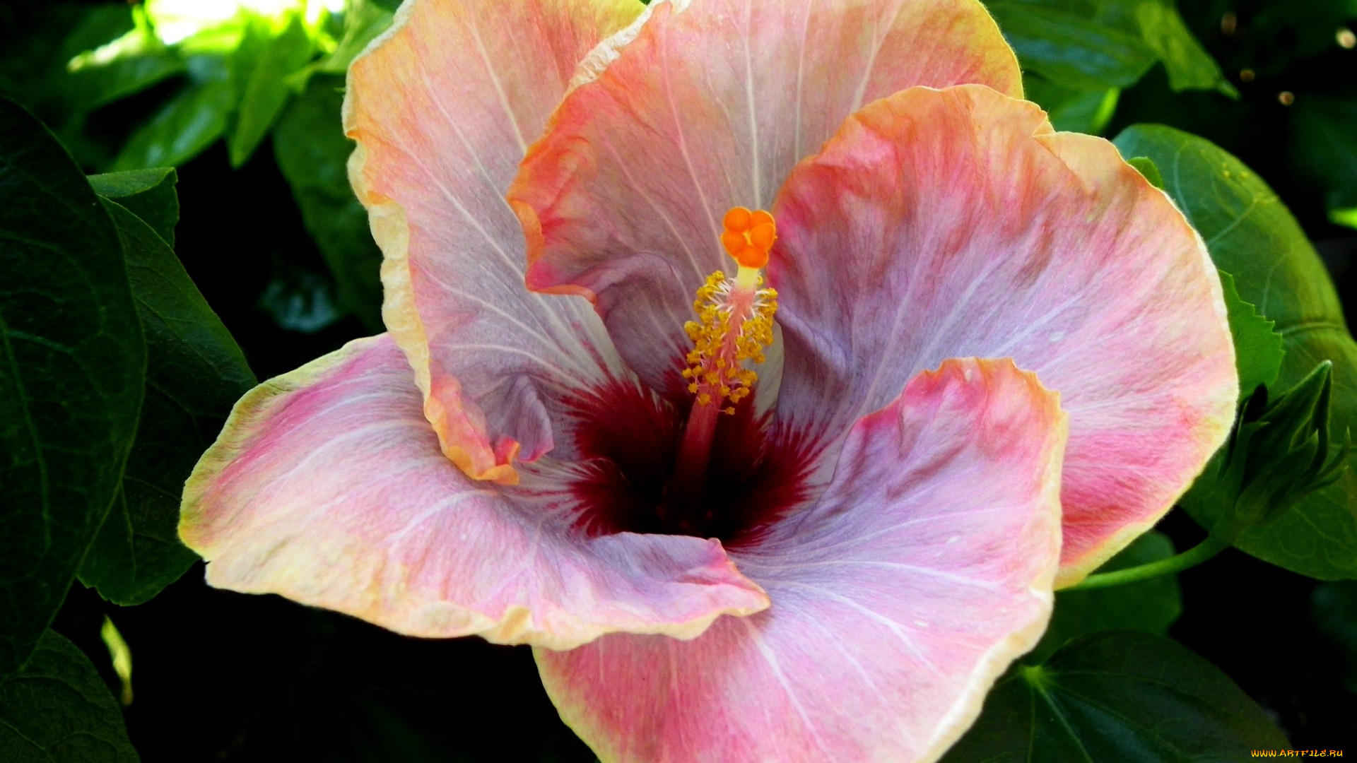 цветы, гибискусы, лепестки