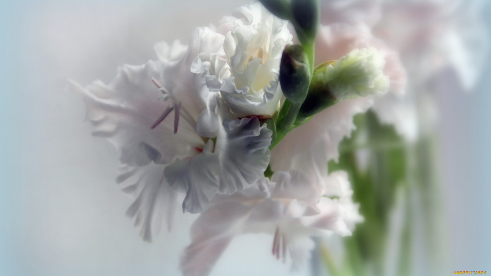 цветы, гладиолусы, гладиолус