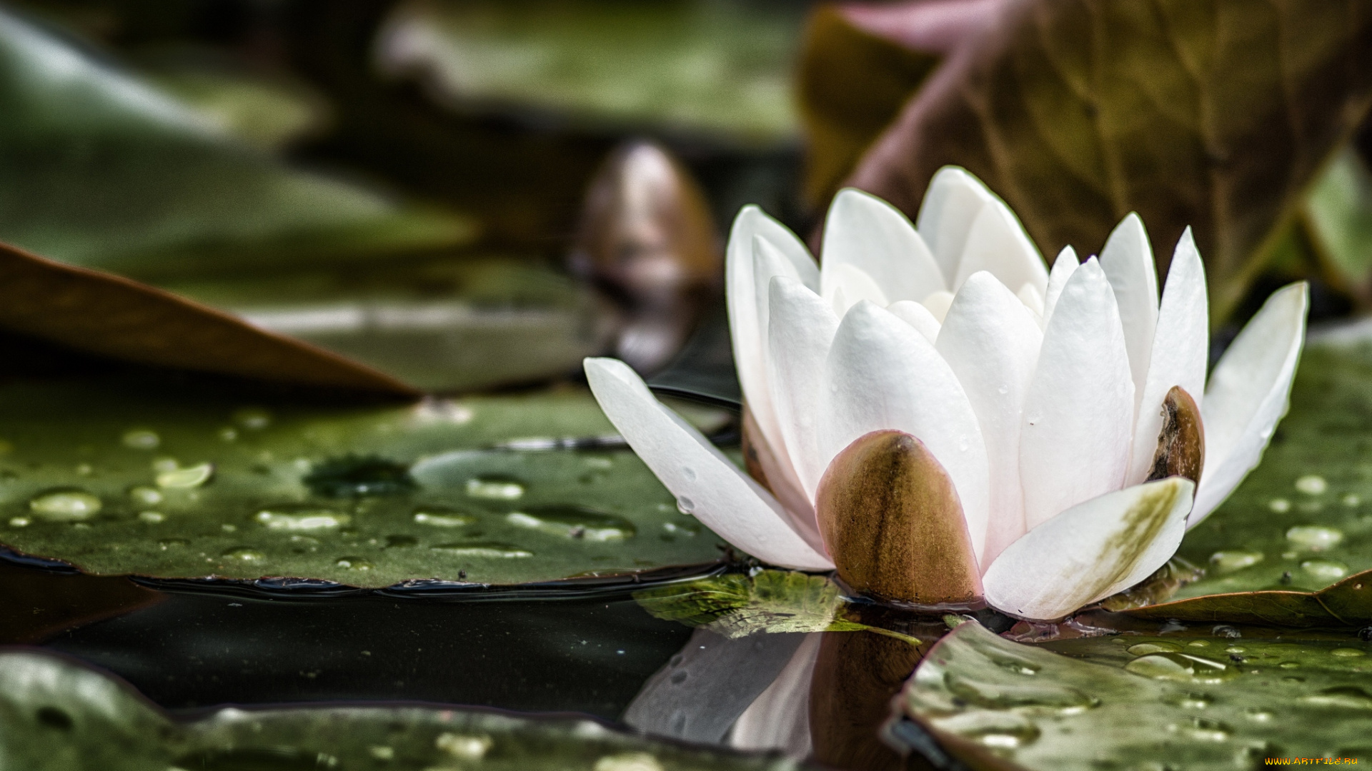 цветы, лилии, водяные, нимфеи, кувшинки, белый, вода